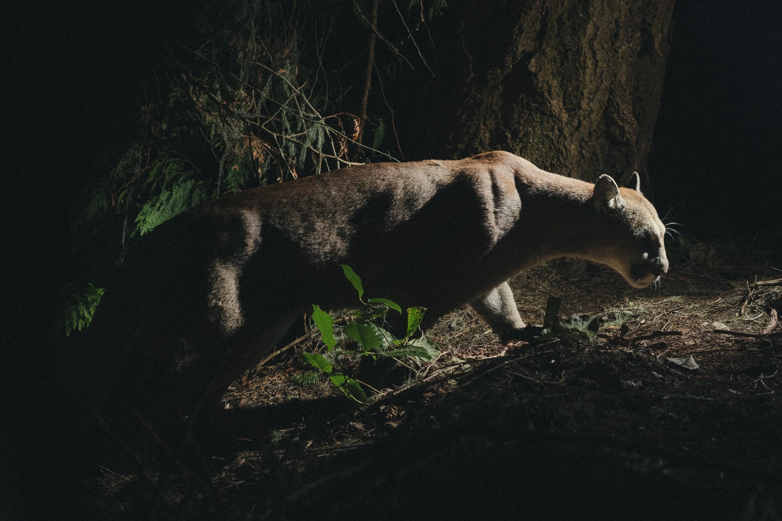 AgatheBernard-cougar-1609.jpg