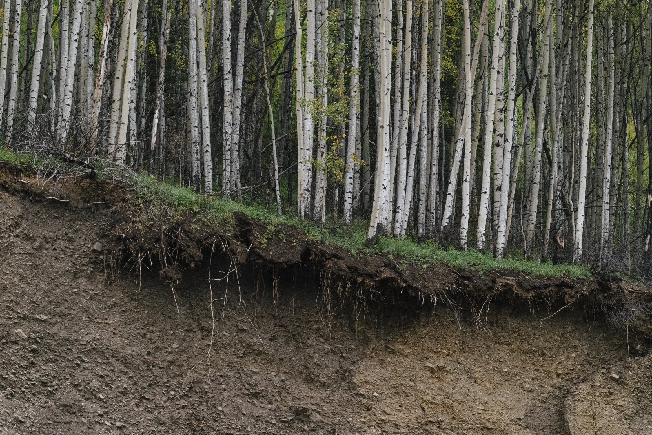 Bernard_Agathe_ENVIRO_250701_Climate_Old Growth Protection-3579.jpg