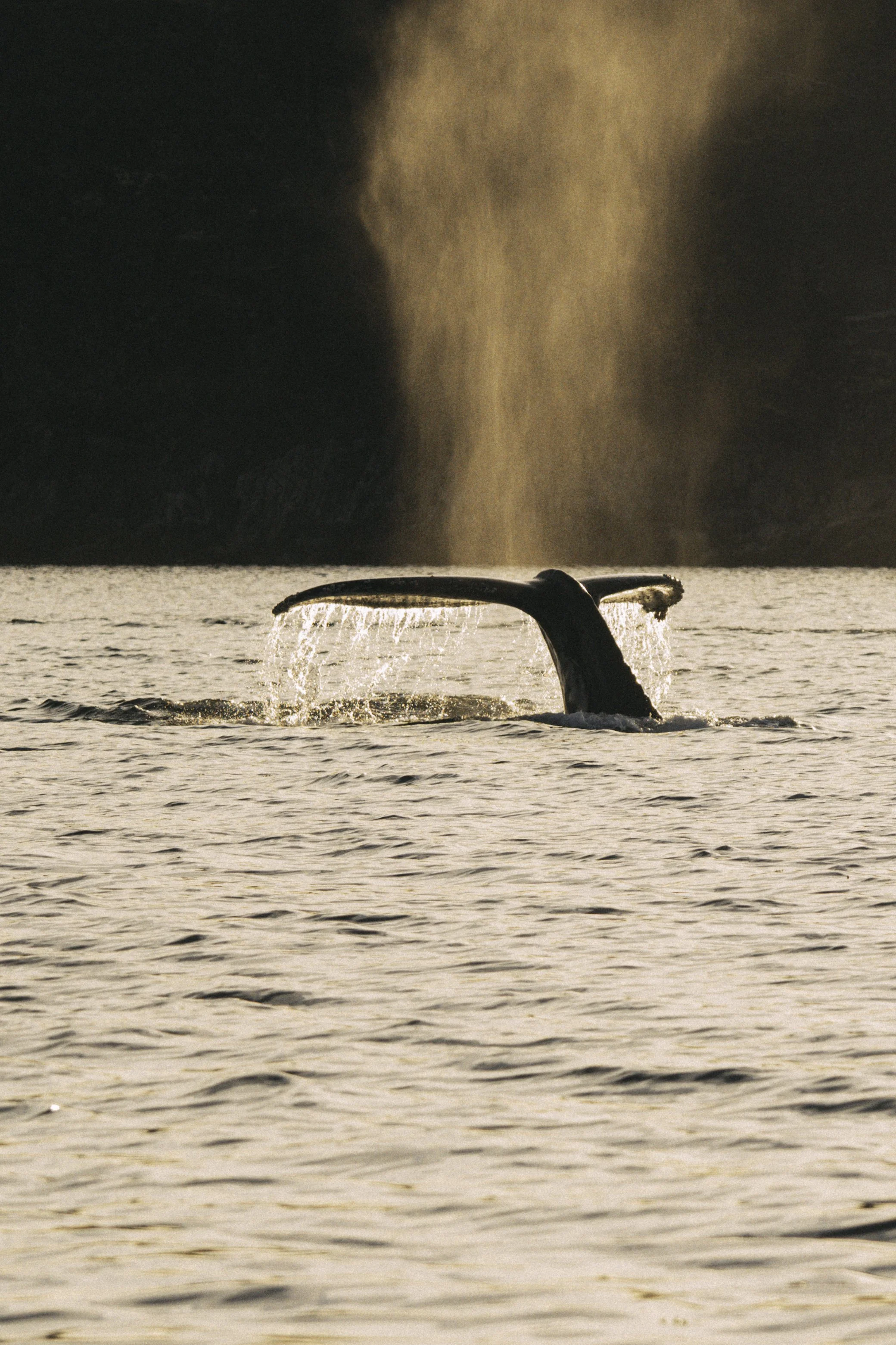 202608-AgatheBernard-WildlifefromtheWater-7350 (1).jpg