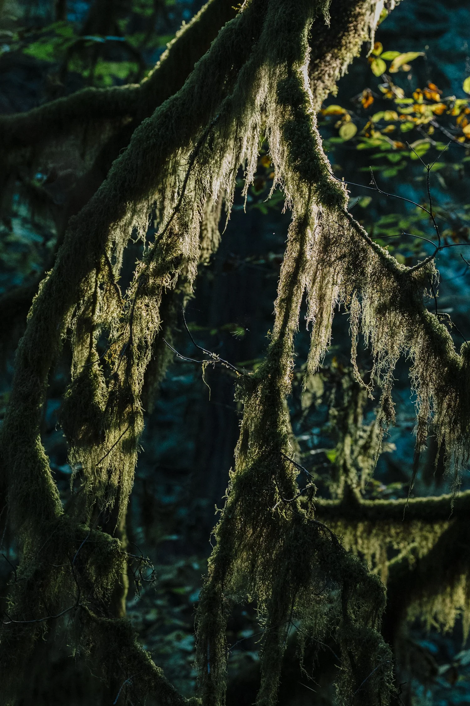 Bernard_Agathe_ENVIRO_250701_Climate_Old Growth Protection-5143.jpg