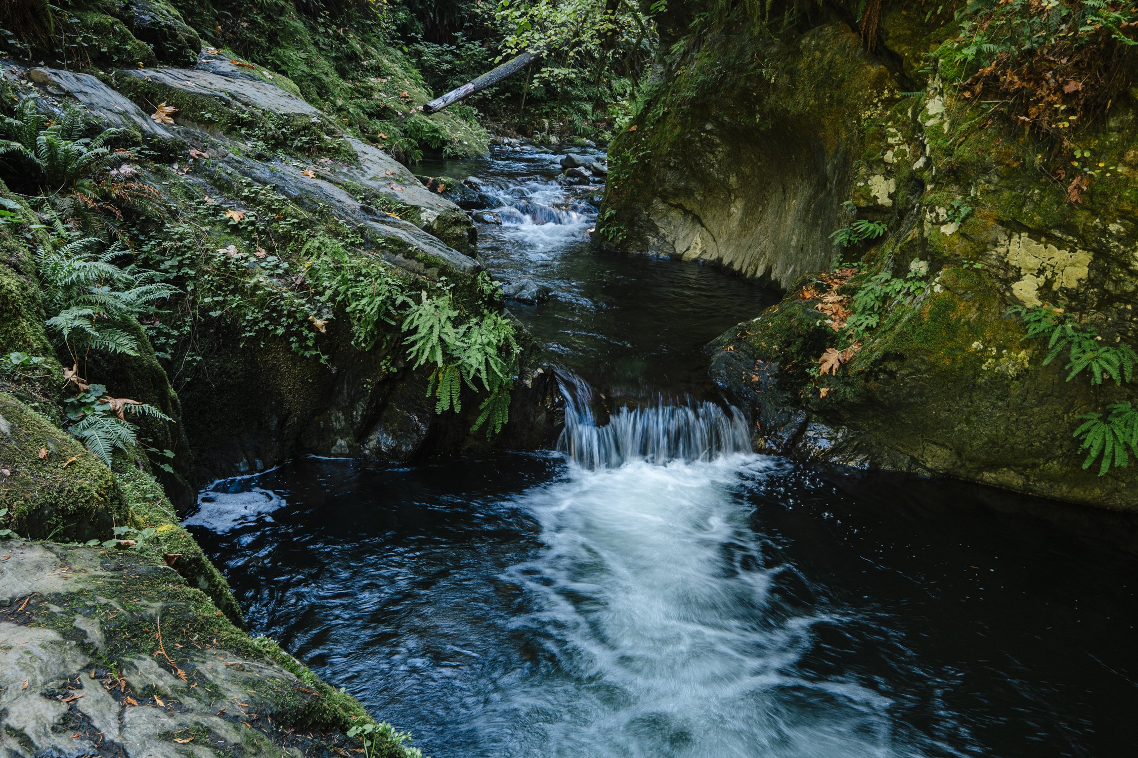 Bernard_Agathe_ENVIRO_250701_Climate_Old Growth Protection-5105.jpg