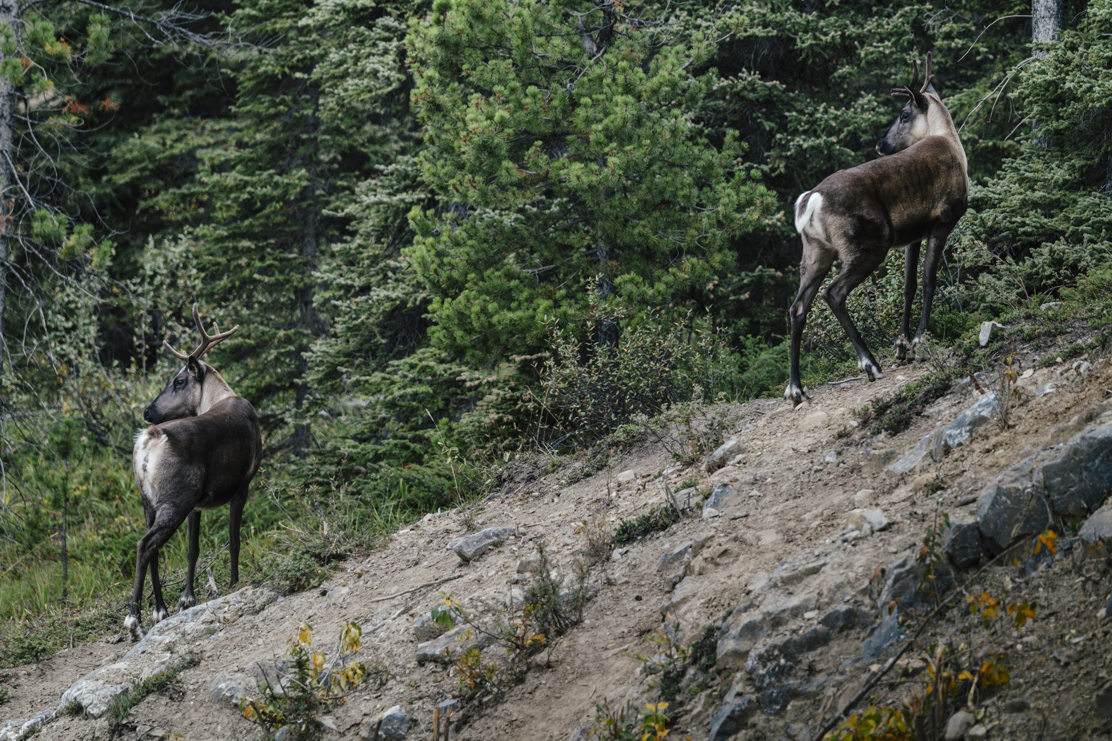 Bernard_Agathe_ENVIRO_250701_Climate_Old Growth Protection-3661.jpg