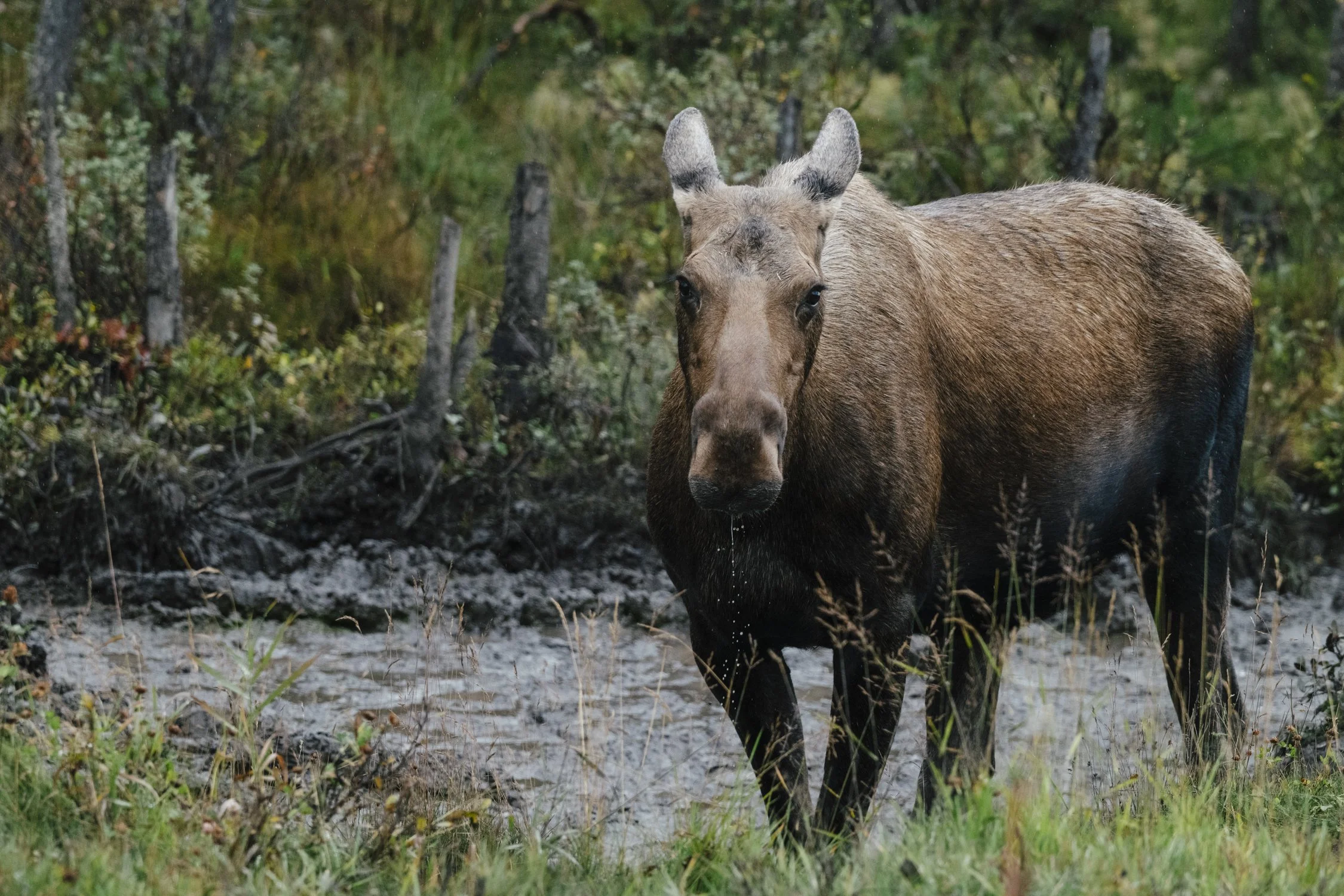 Bernard_Agathe_ENVIRO_250701_Climate_Old Growth Protection-3739.jpg