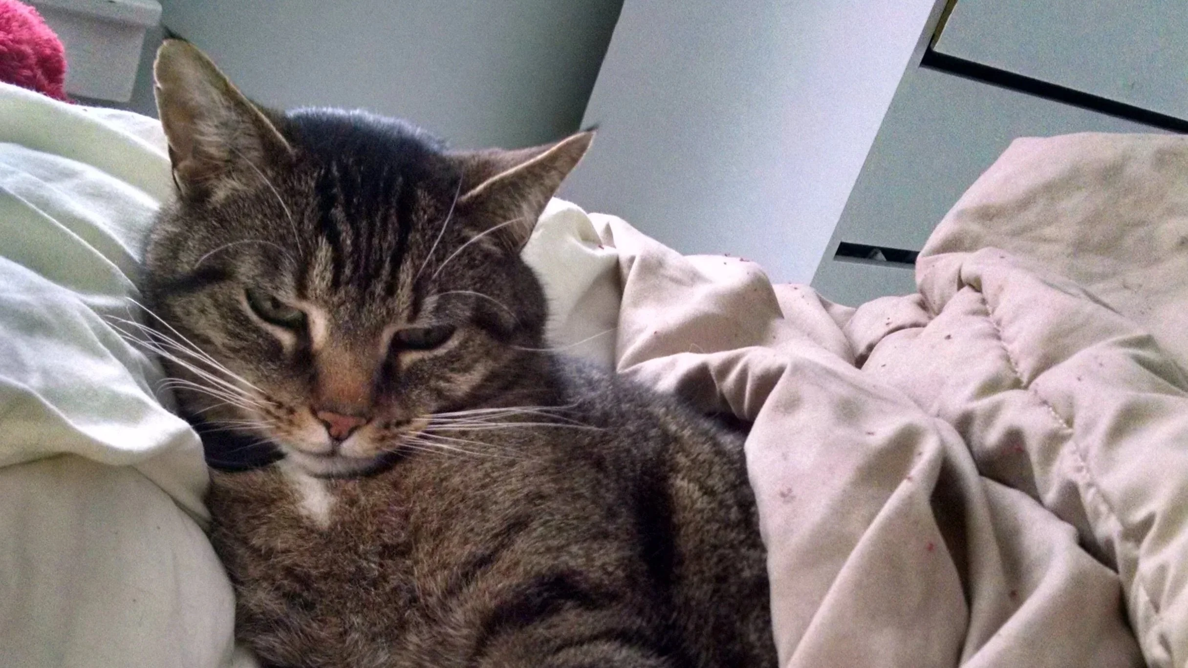 A tabby cat with closed eyes sleeping on a bed among white and beige sheets.