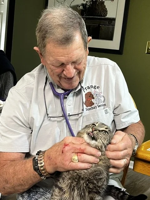 Veterinary professional holding a happy, relaxed tabby cat in an vet's office.