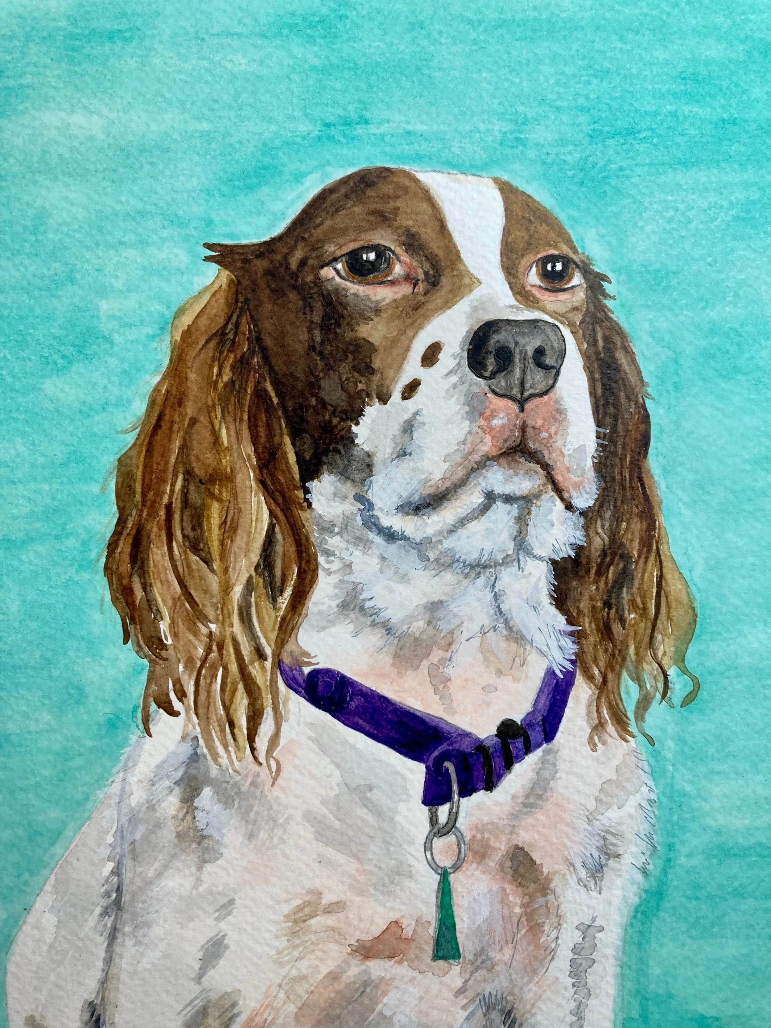 A watercolor painting of a brown and white dog with long, wavy ears, wearing a purple collar with a green tag, set against a turquoise background.