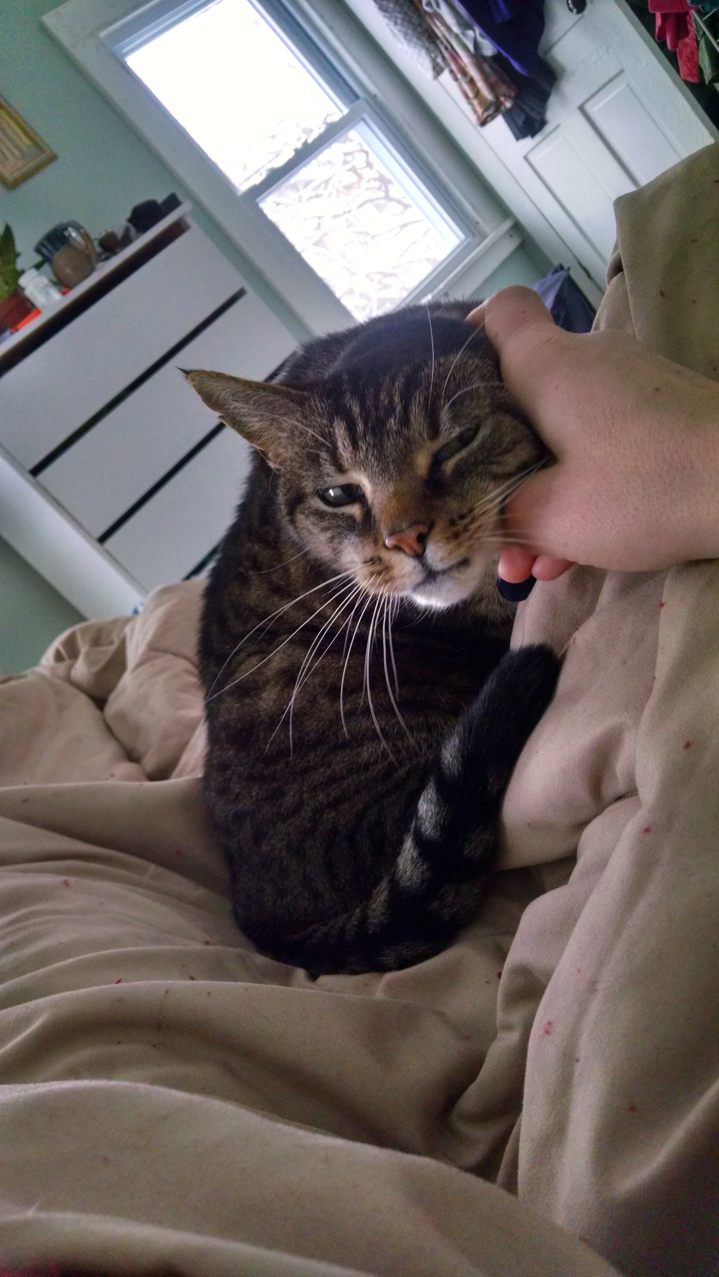 A tabby cat lying on a person's lap, being petted on the head, with a window showing snow outside in the background.