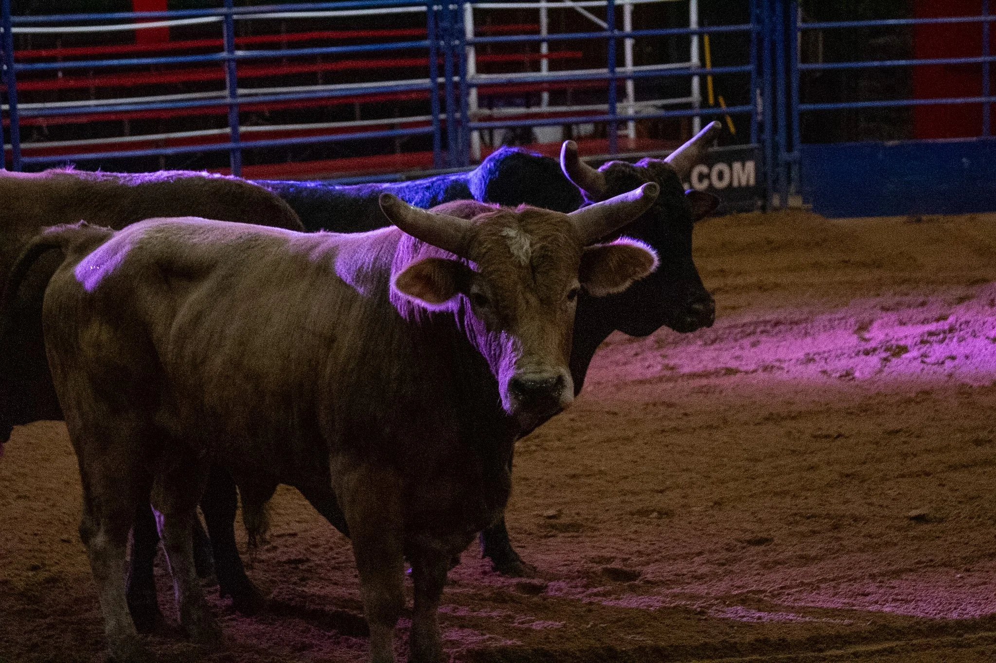 Group of bulls in an arena with bright lights and metal barriers.
