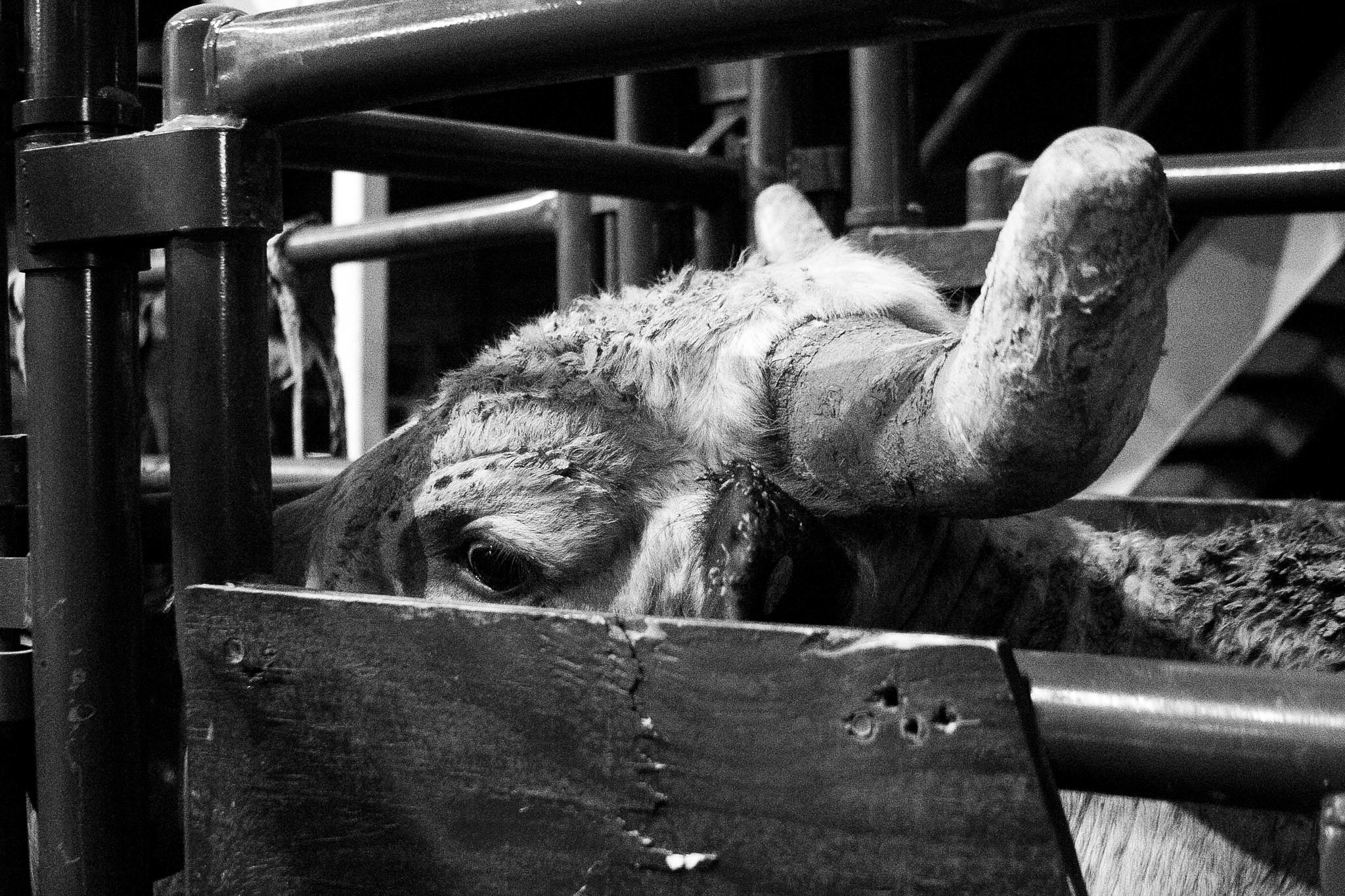 A young bull or cow or bull, lying in a western sport chute, with its eyes and horns going through the metal structure. The scene is captured at Billy Bob's Indoor Rodeo. 