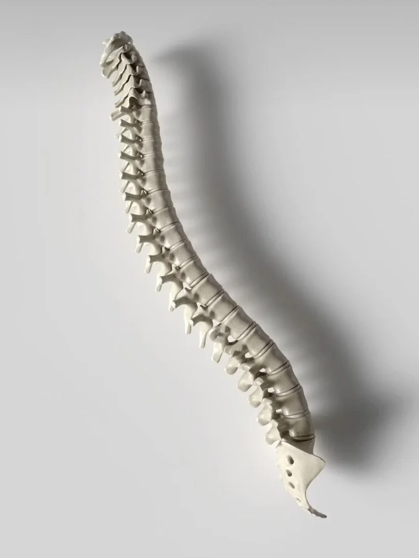 A model of a human spine and pelvis on a white background.