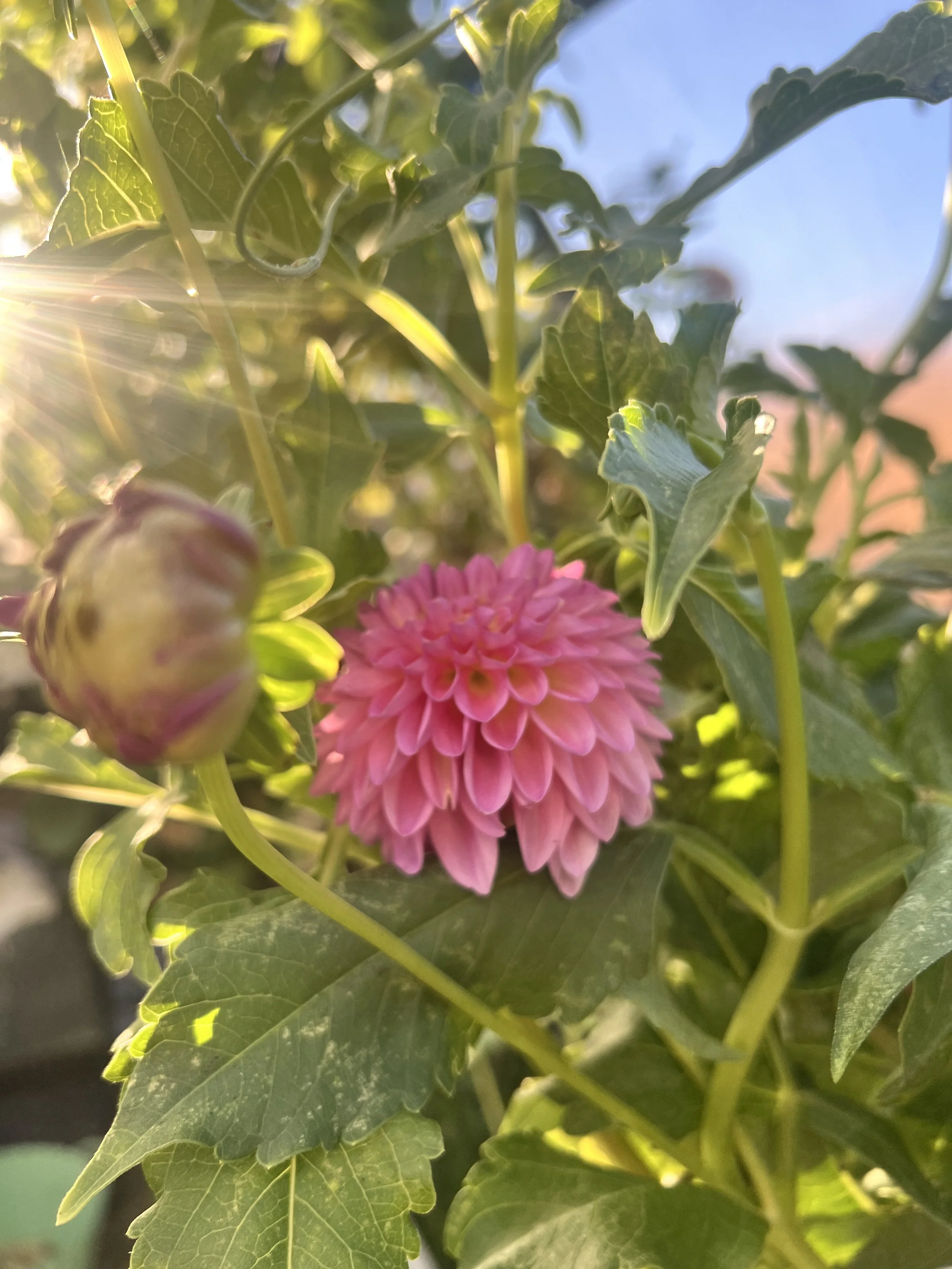 Close-up of a pink dahlia flower surrounded by green leaves, with sunlight shining through.