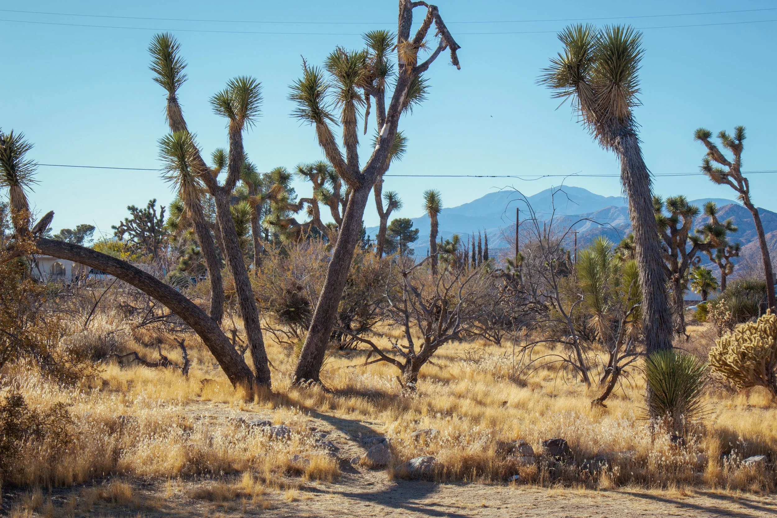 A desert landscape with Joshua trees and dry yellow grass, mountains in the distance, and power lines overhead under a clear blue sky.