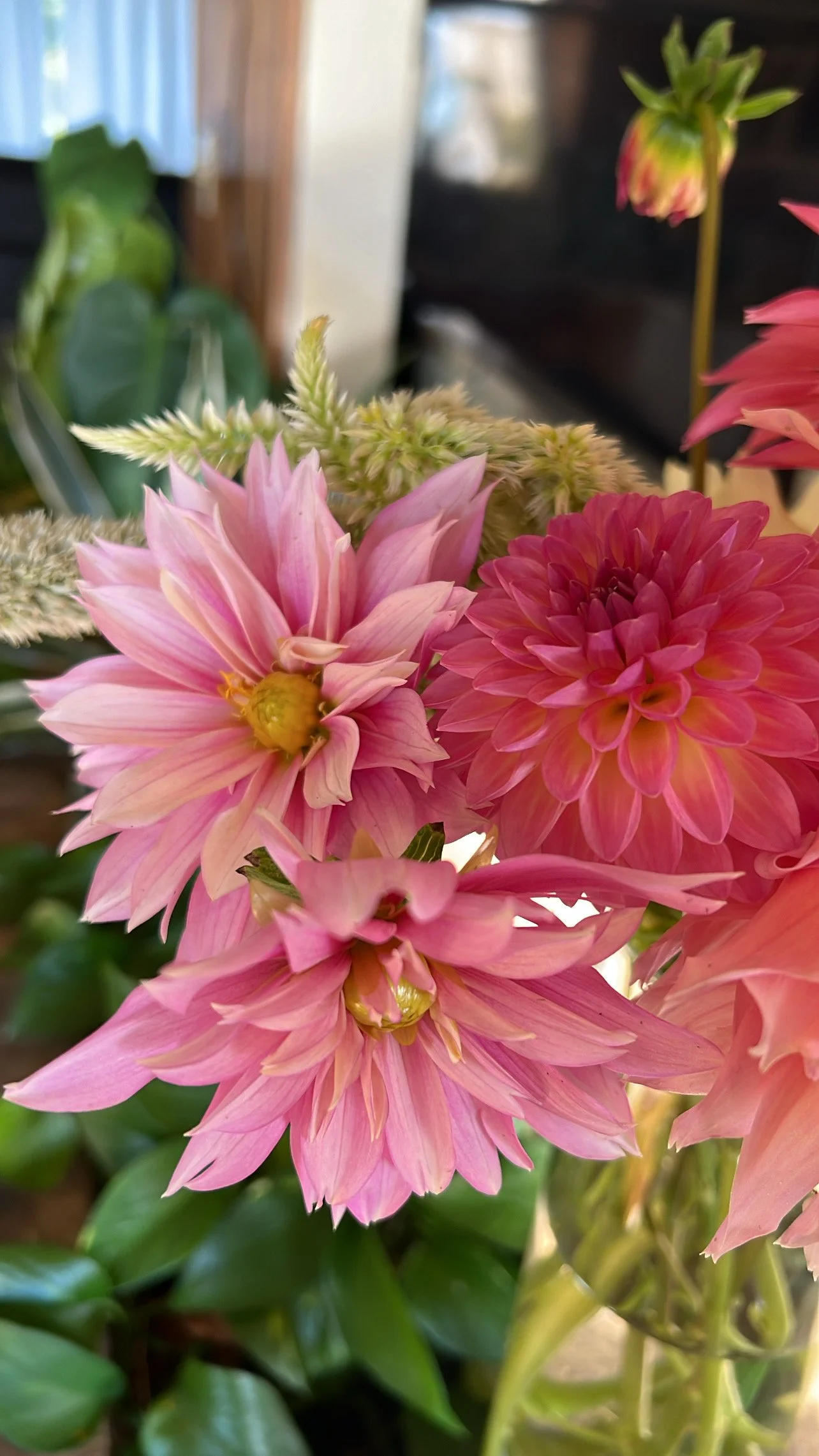 Close-up of pink and light pink dahlias with green leaves in background.