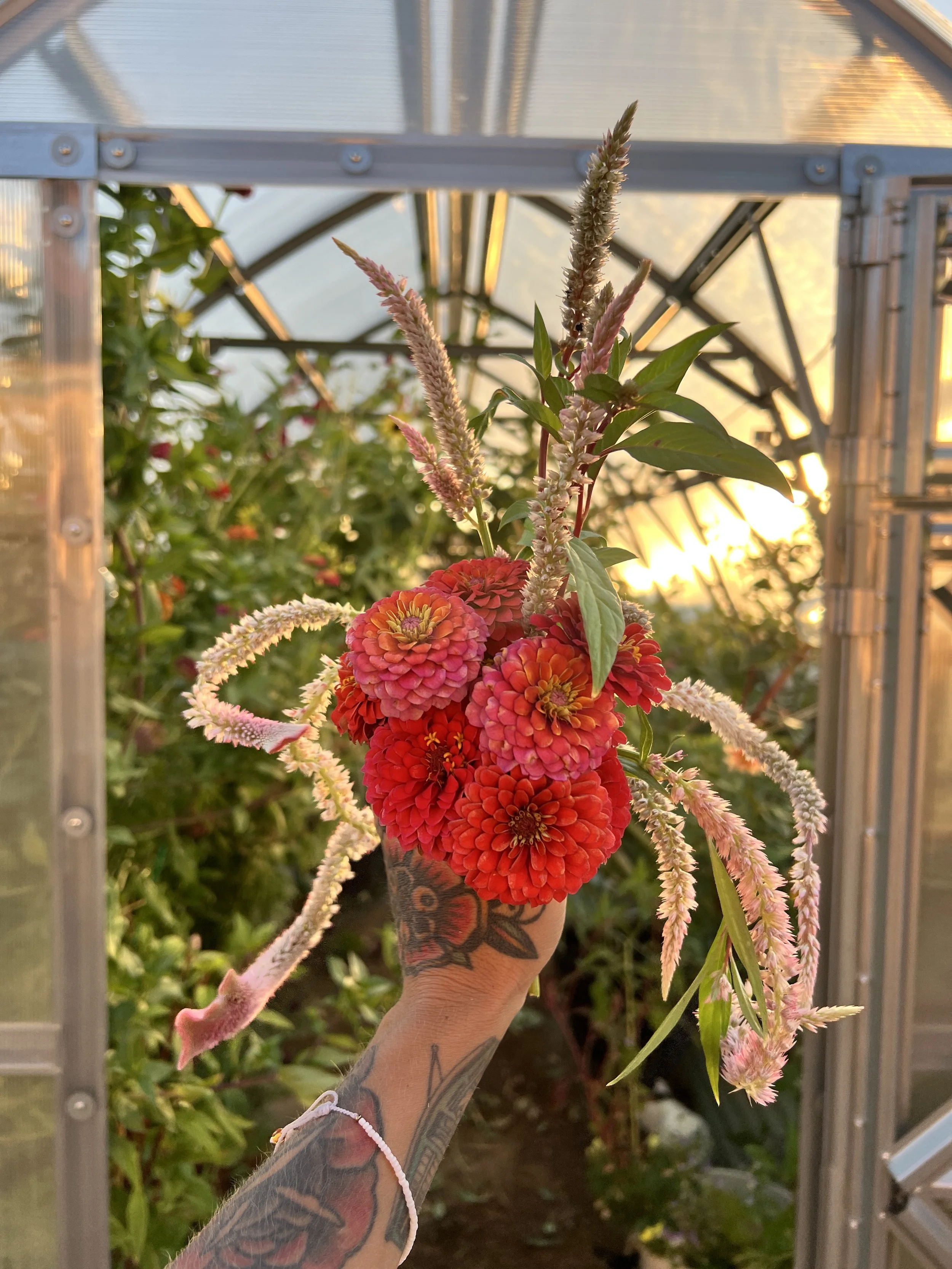 Person holding a bouquet of colorful flowers inside a greenhouse during sunset.