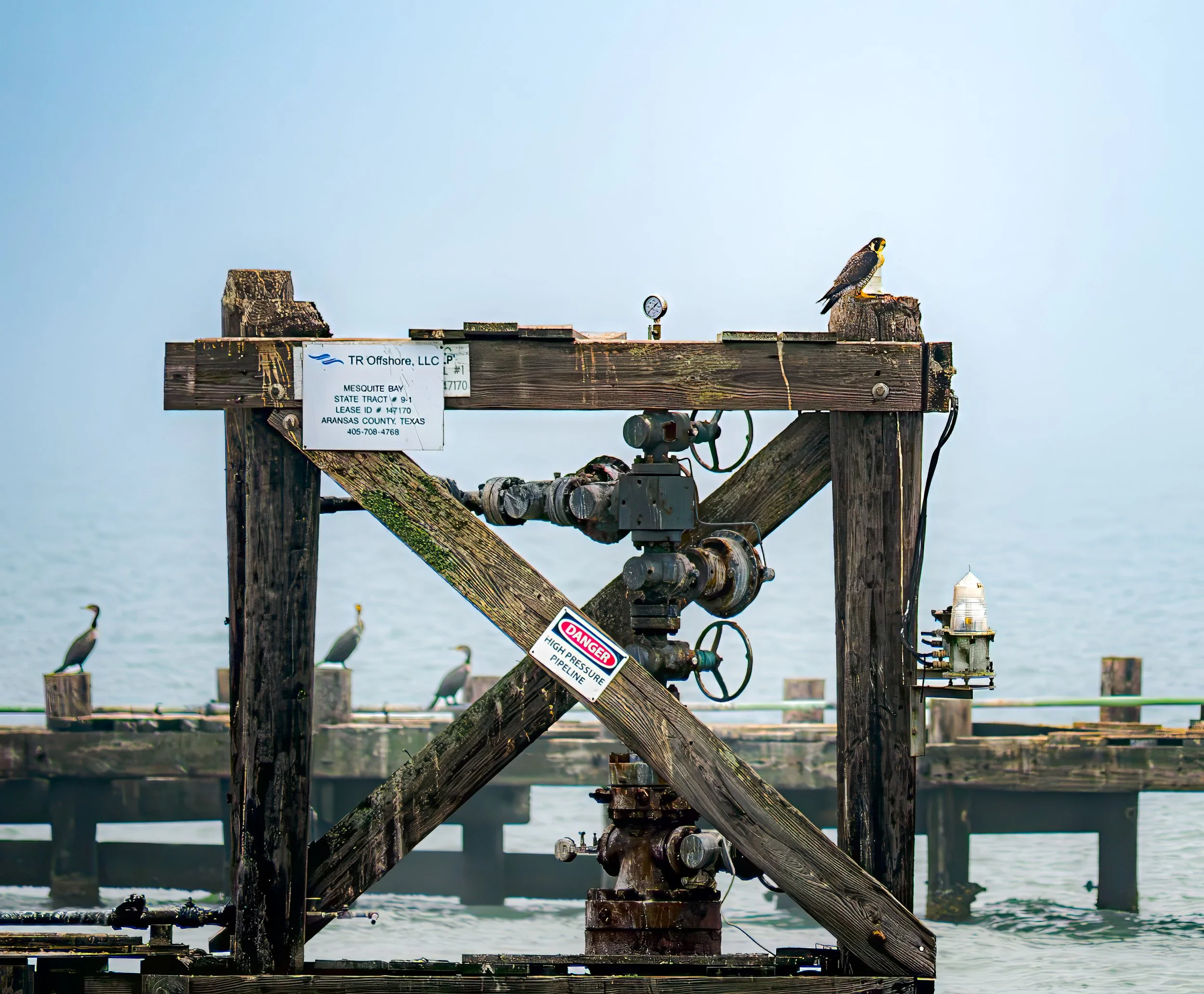 Peregrine Falcon on Oil Structure - Aransas Bay near Rockport, Texas