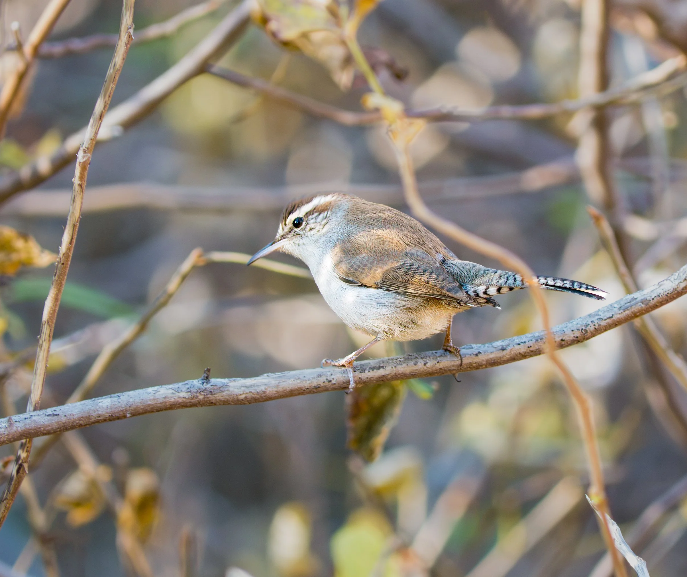 Bewick's Wren - Austin, Texas