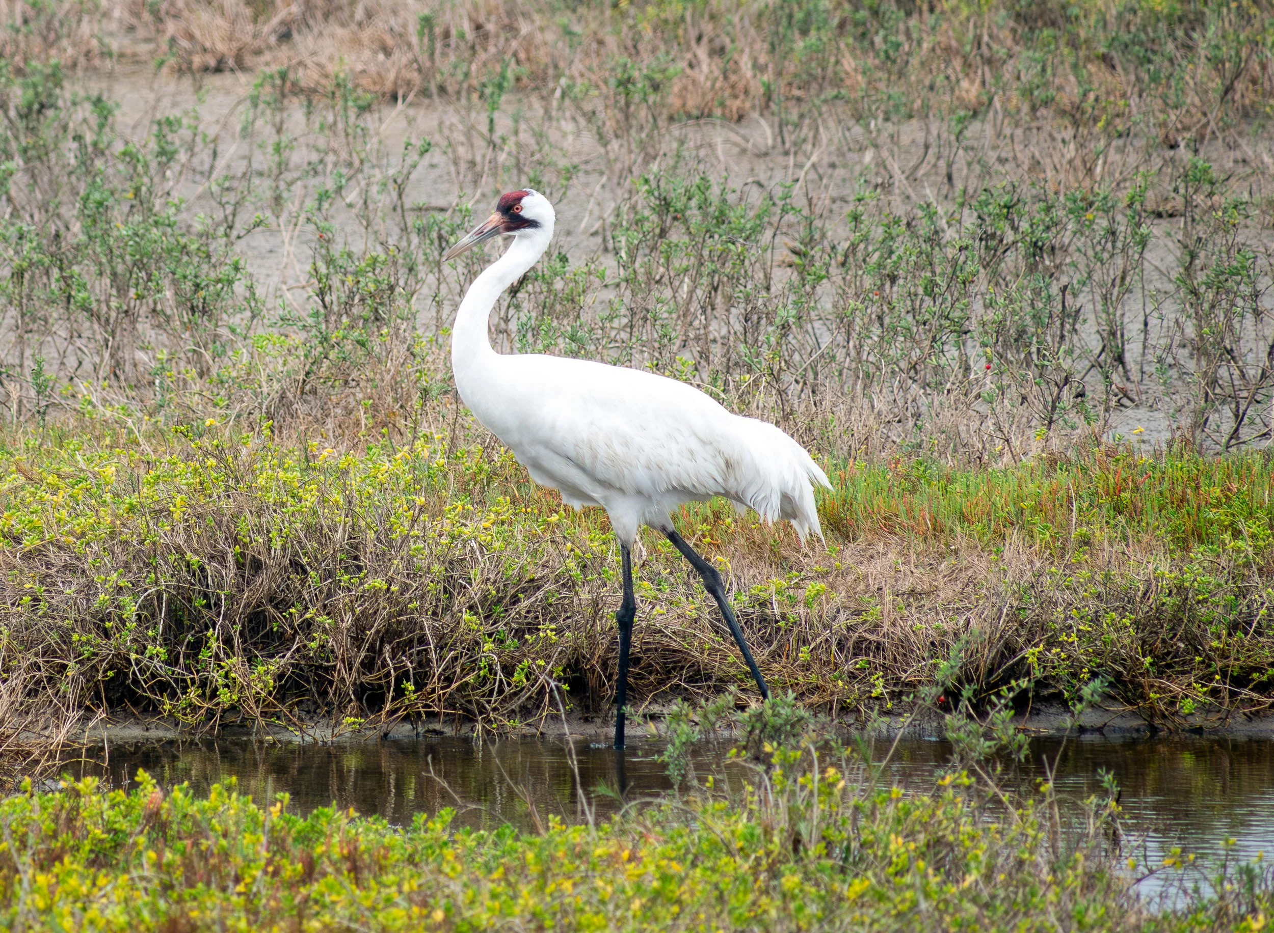Whopping Crane - Aransas National Wildlife Refuge, near Austwell, Texas