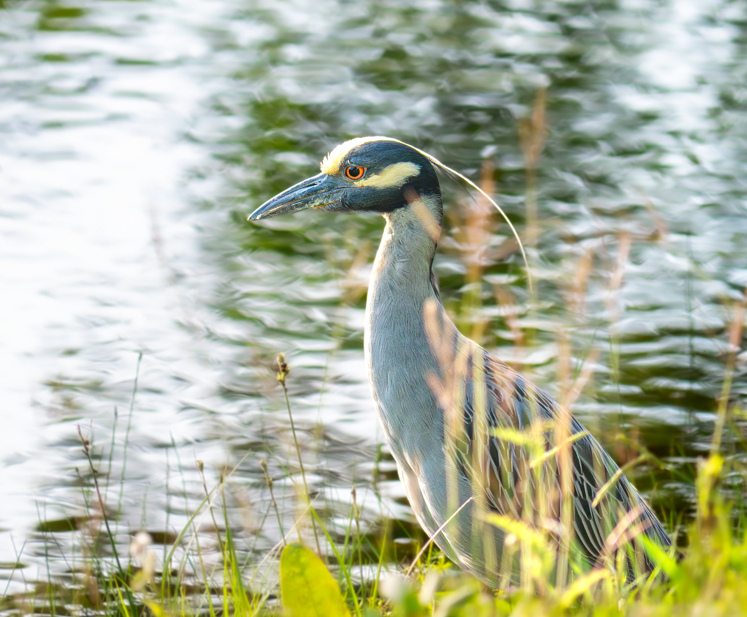 Yellow-crowned Night Heron - Mills Pond, in Austin, Texas