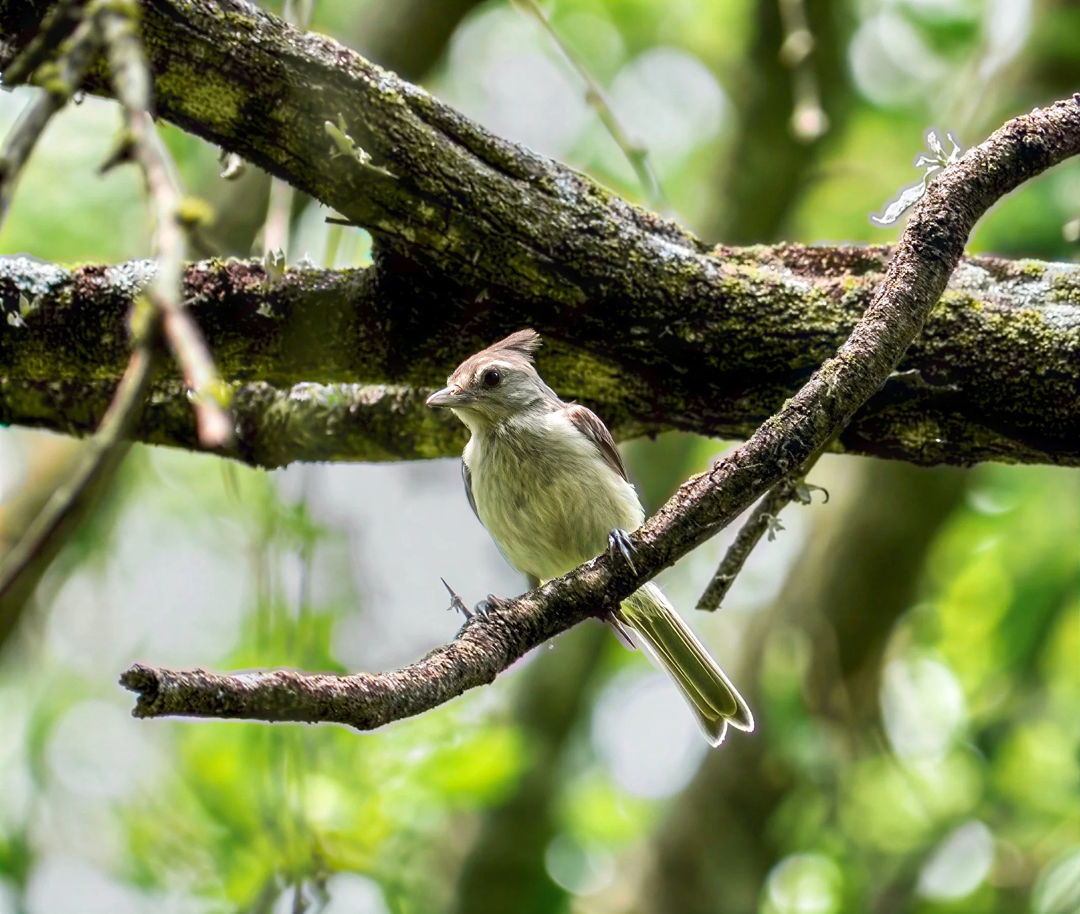 Tufted Titmouse - Hornsby Bend, in Austin, Texas