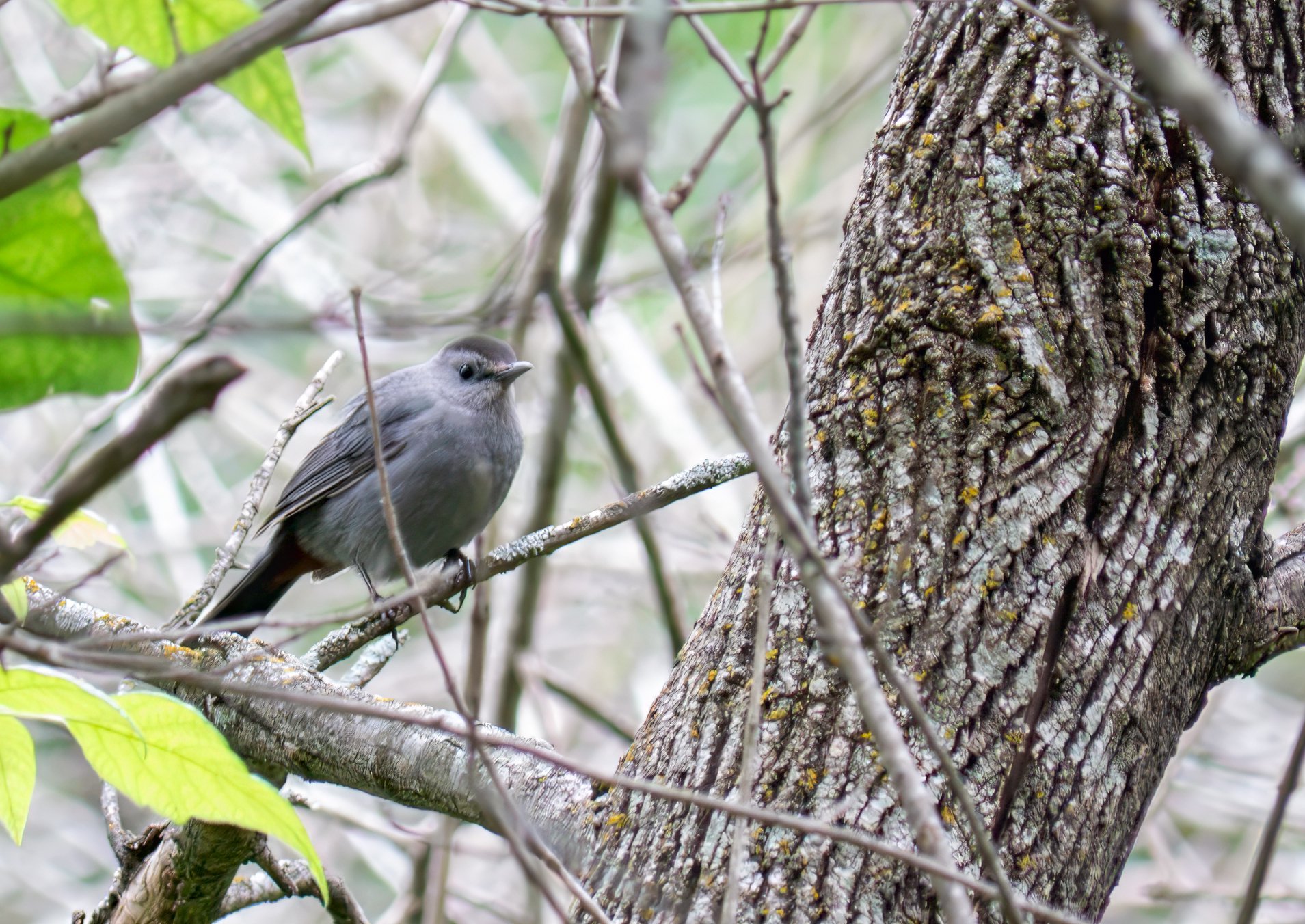 Grey Catbird - Mills Pond, in Austin, Texas