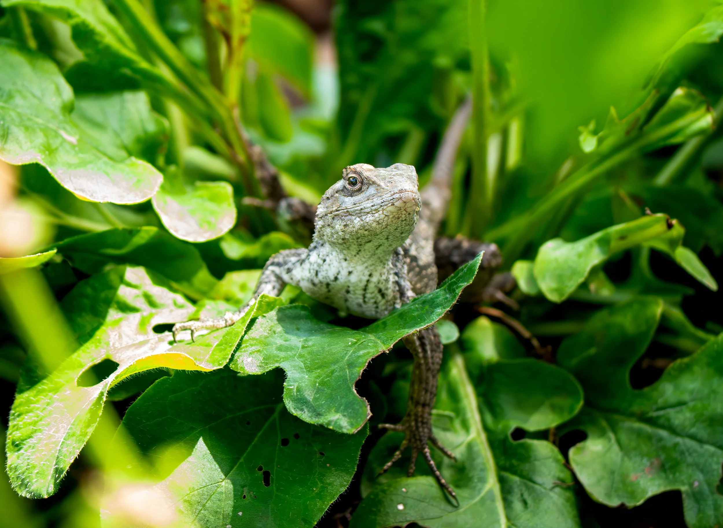 Texas Spiny Lizard - Pflugerville, Texas