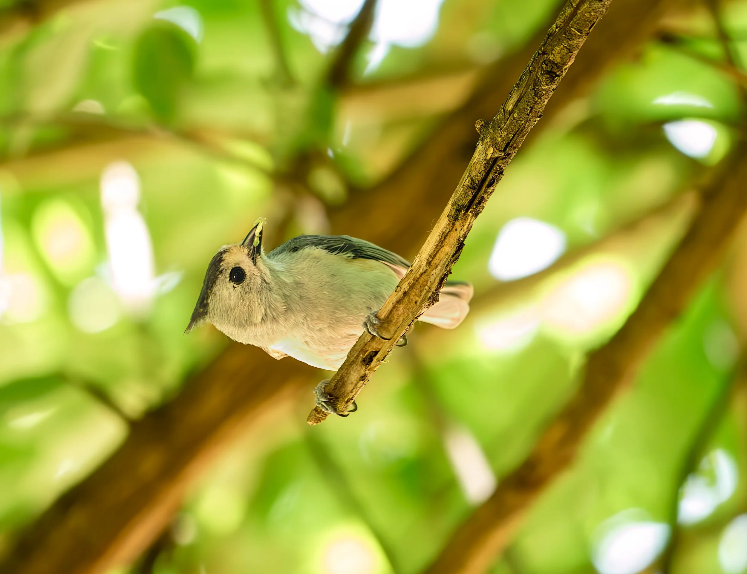 Tufted Titmouse - Mills Pond, in Austin, Texas