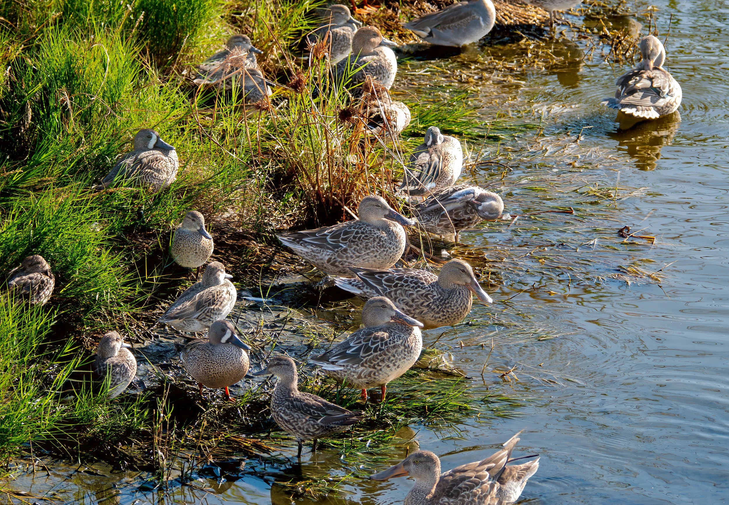 Northern Shoveler Ducks - Port Aransas, Texas