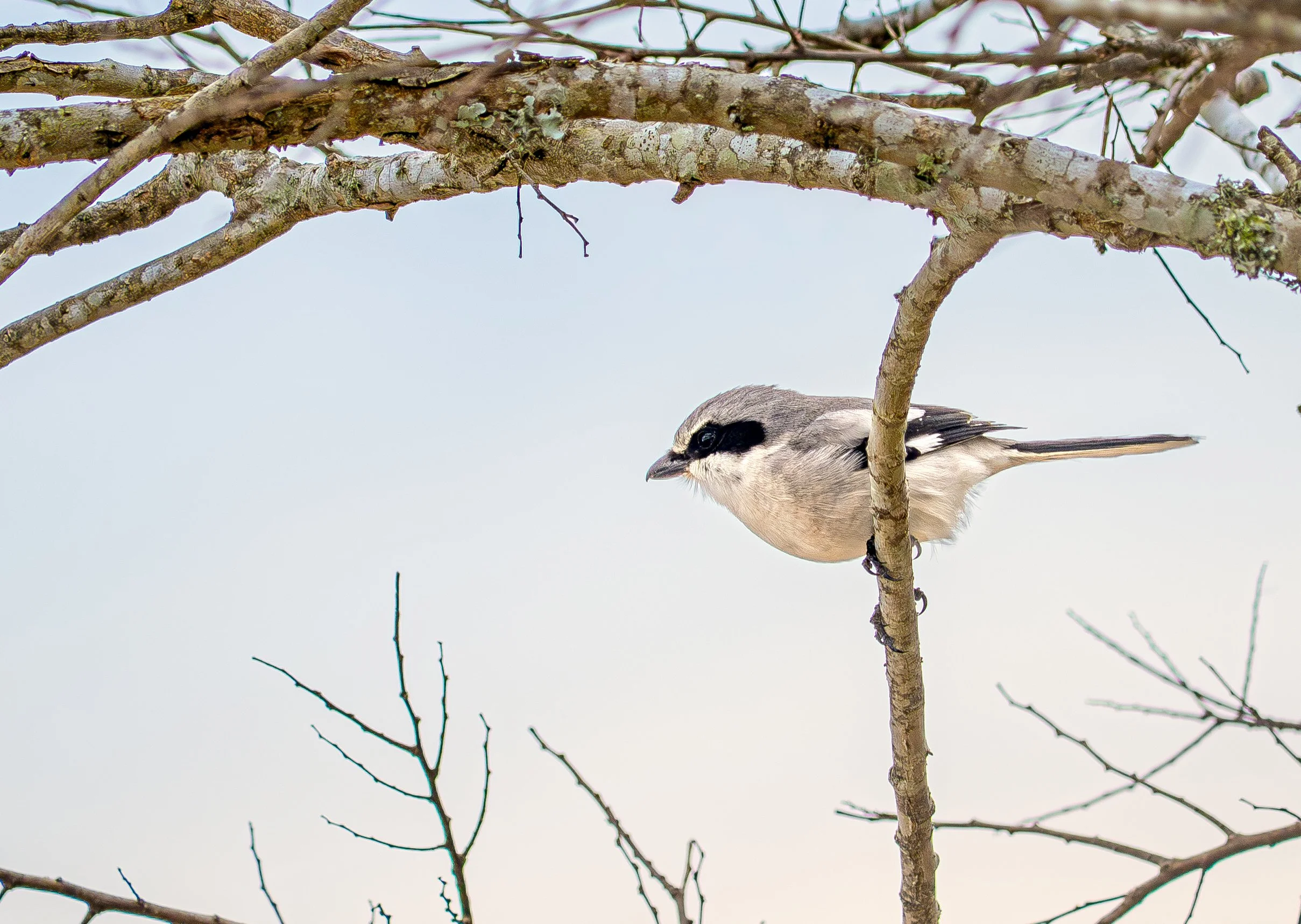 Loggerhead Shrike - Brazoria National Wildlife Refuge, near Lake Jackson, Texas
