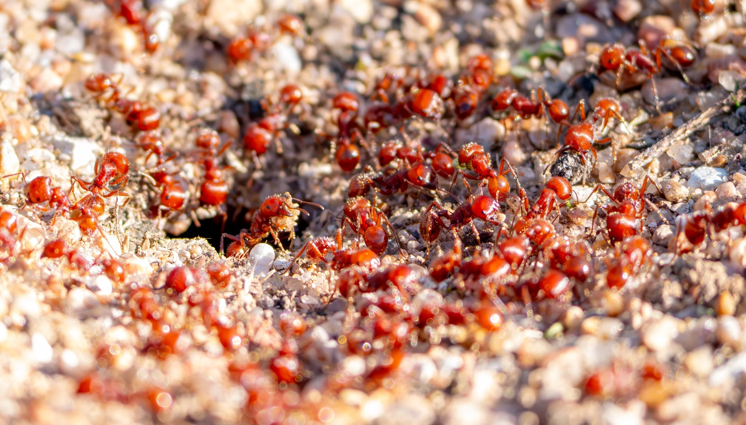 Red Harvester Ants - Austin, TX
