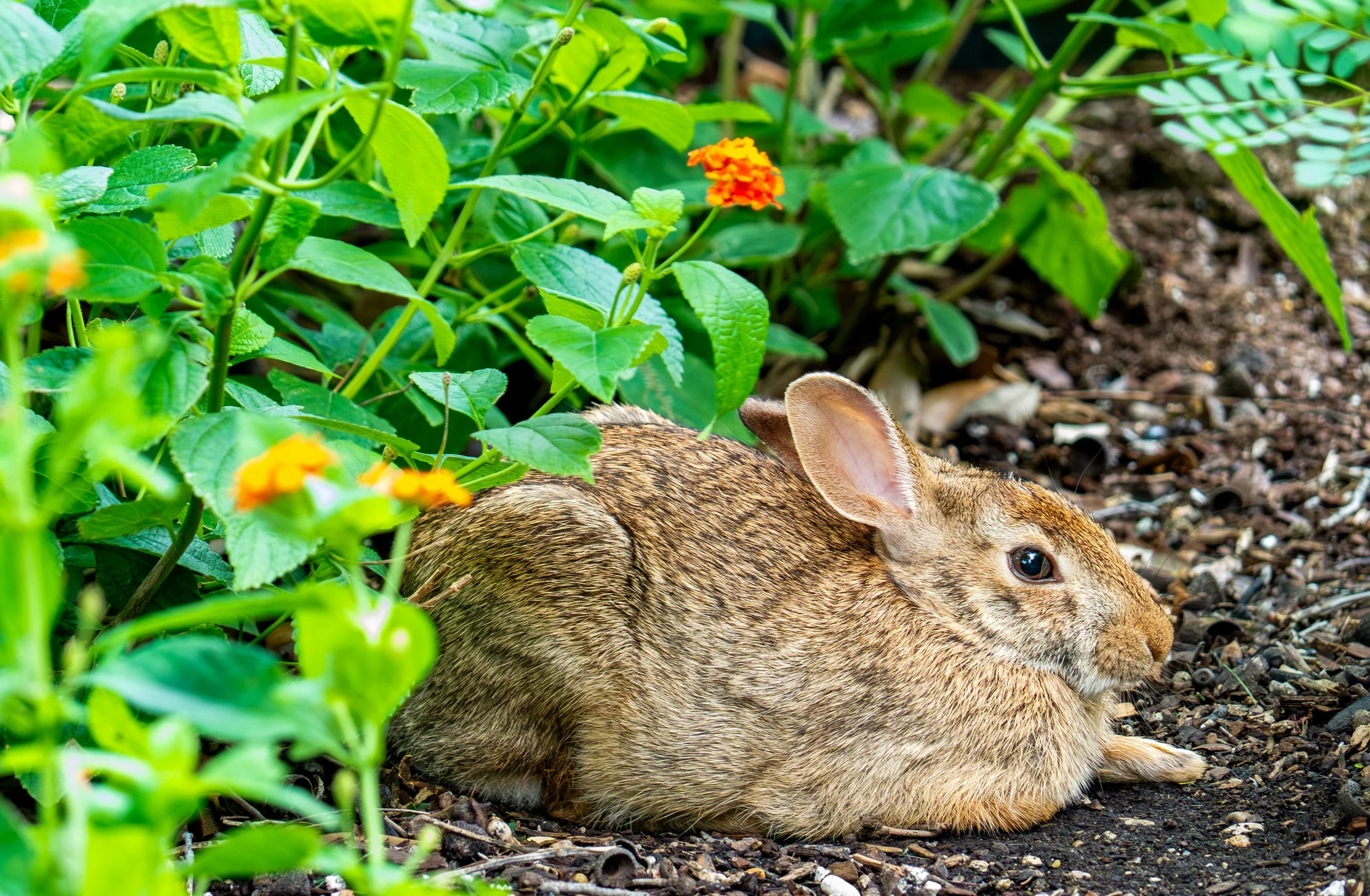 Eastern Cottontail Rabbit - Pflugerville, Texas
