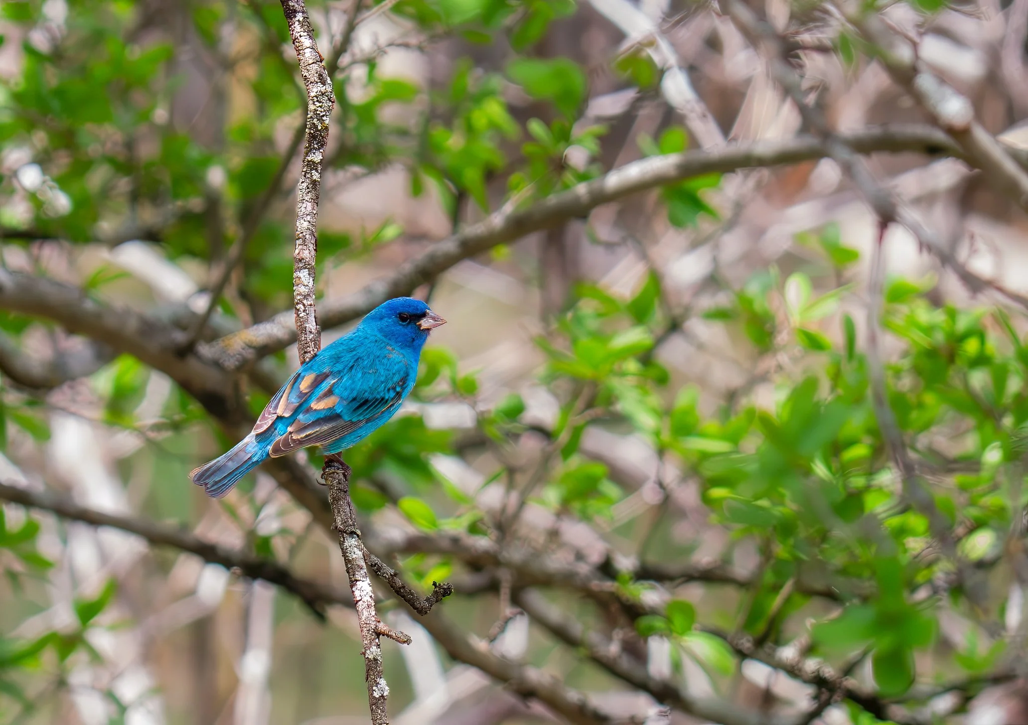 Indigo Bunting - Guadalupe River State Park, near Spring Branch, Texas