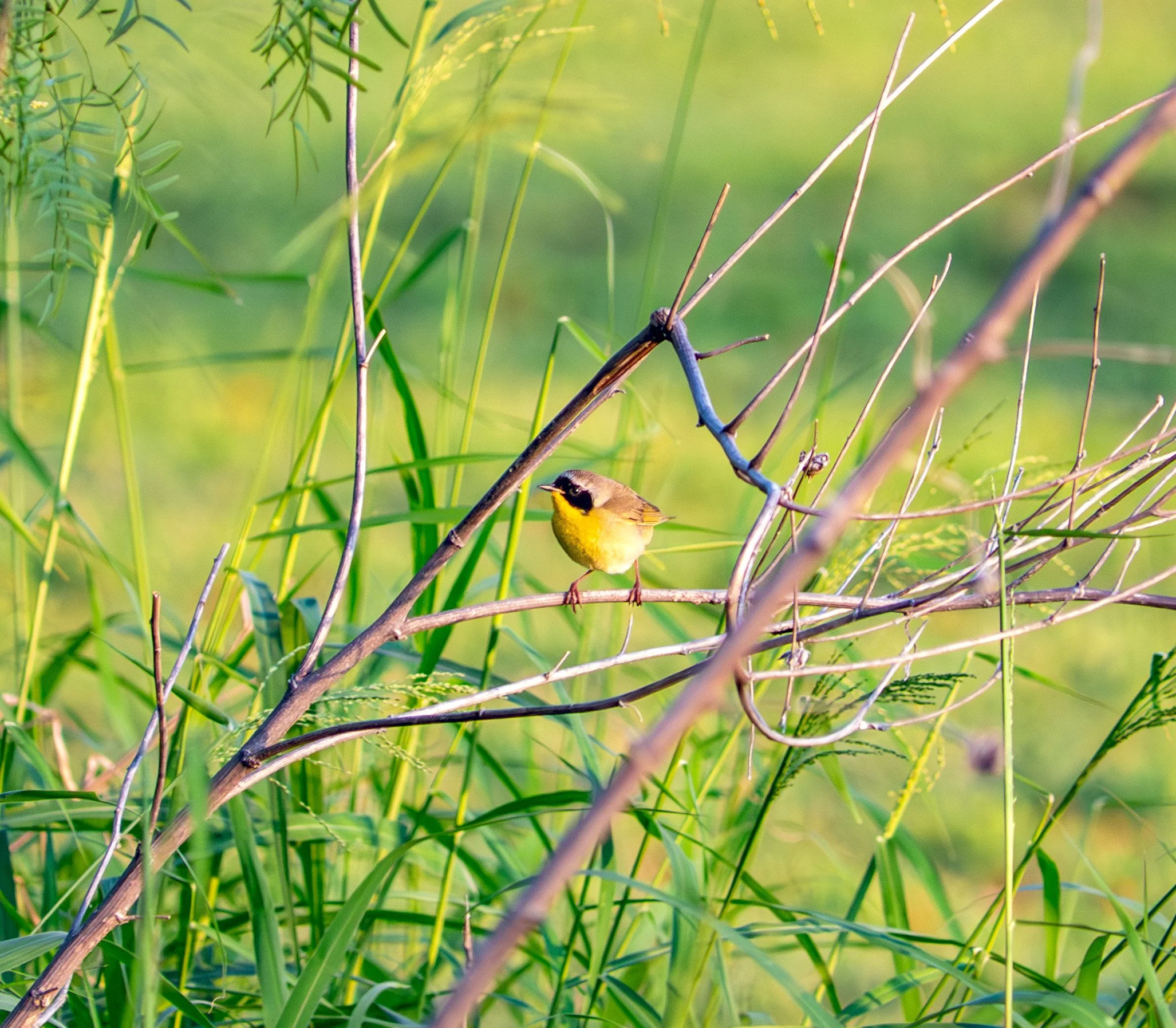 Common Yellowthroat - Aransas Pass, Texas