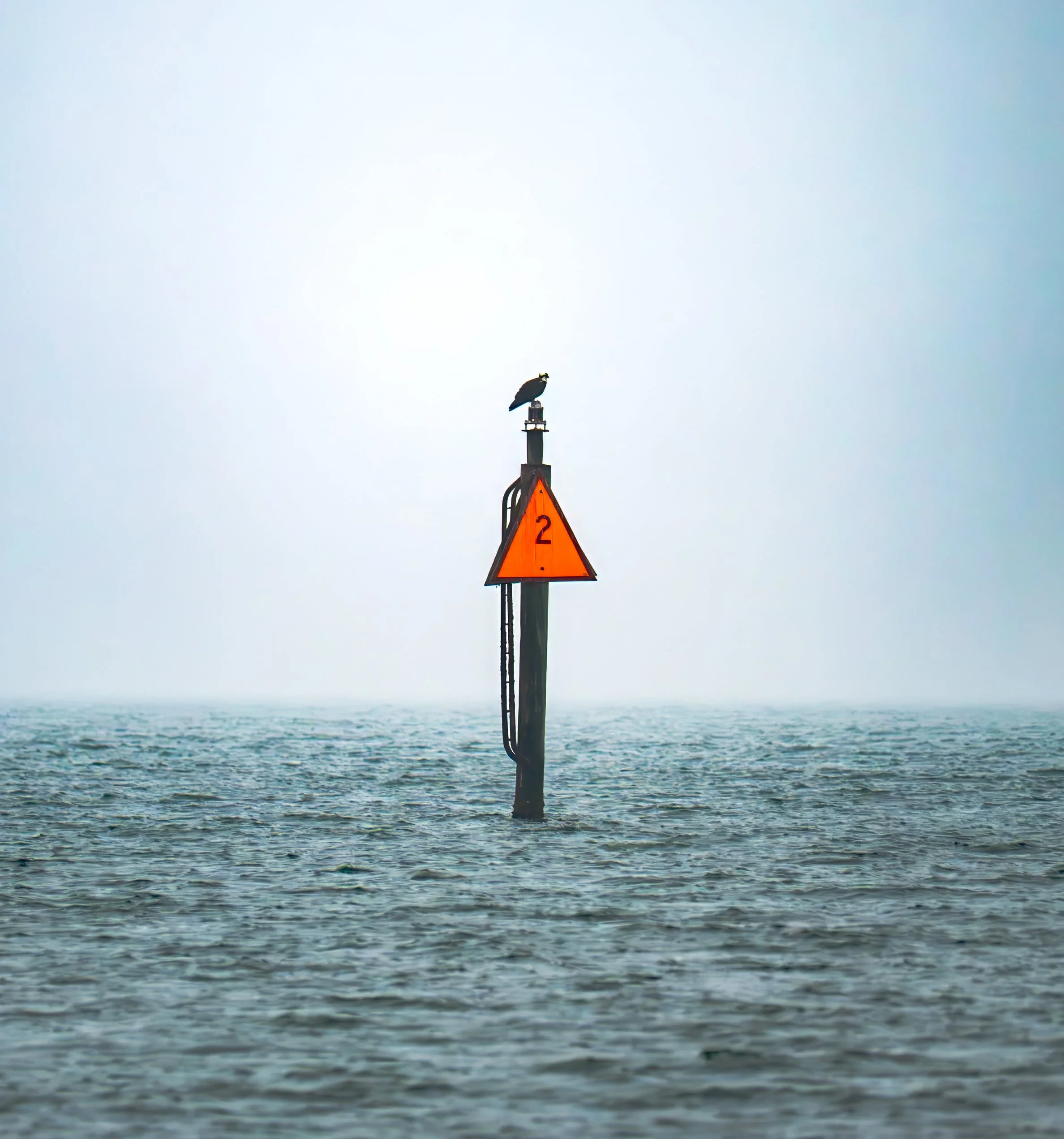 Osprey on Navigation Marker - Aransas Bay, near Rockport, Texas