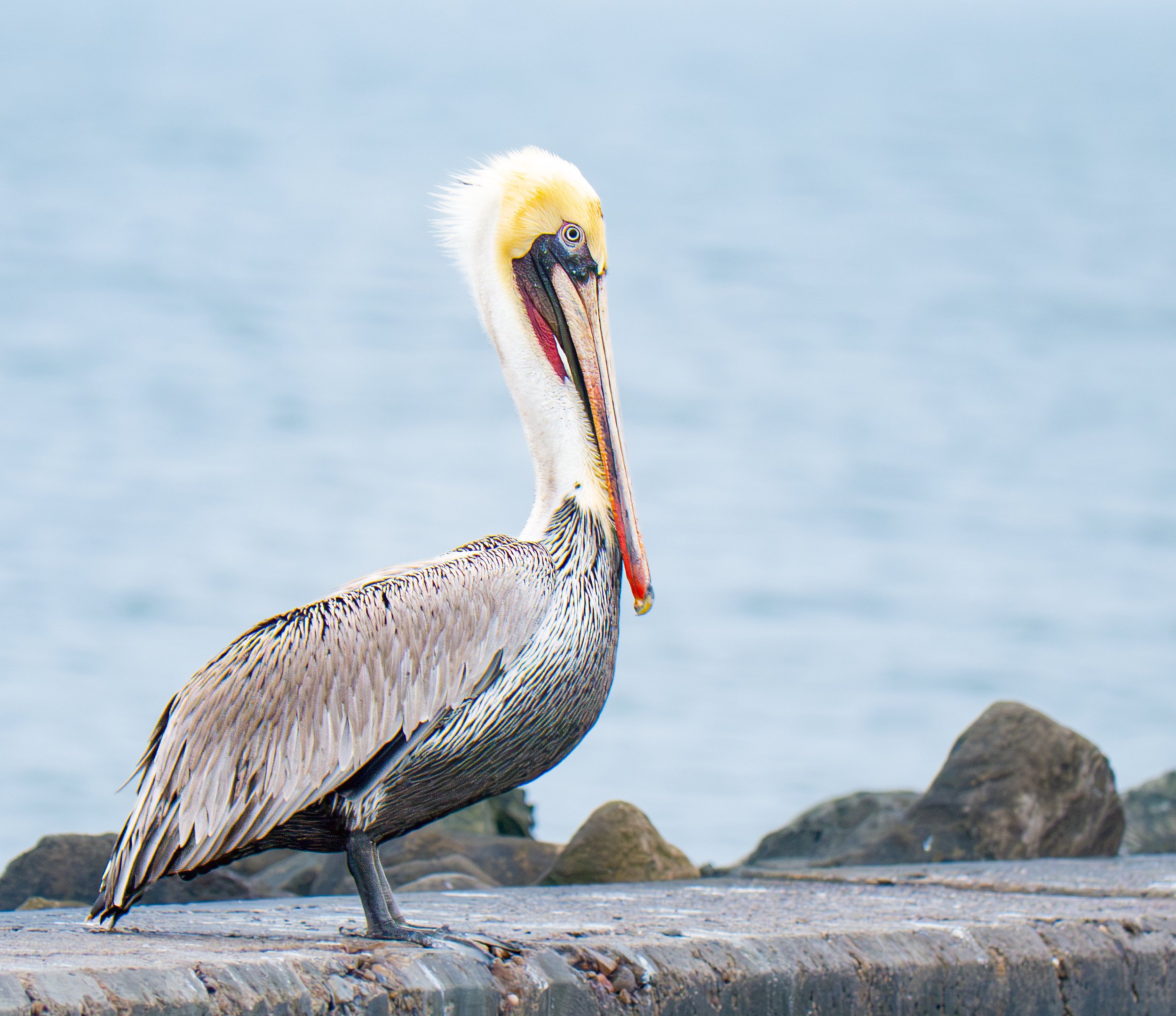 Brown Pelican - Rockport, Texas