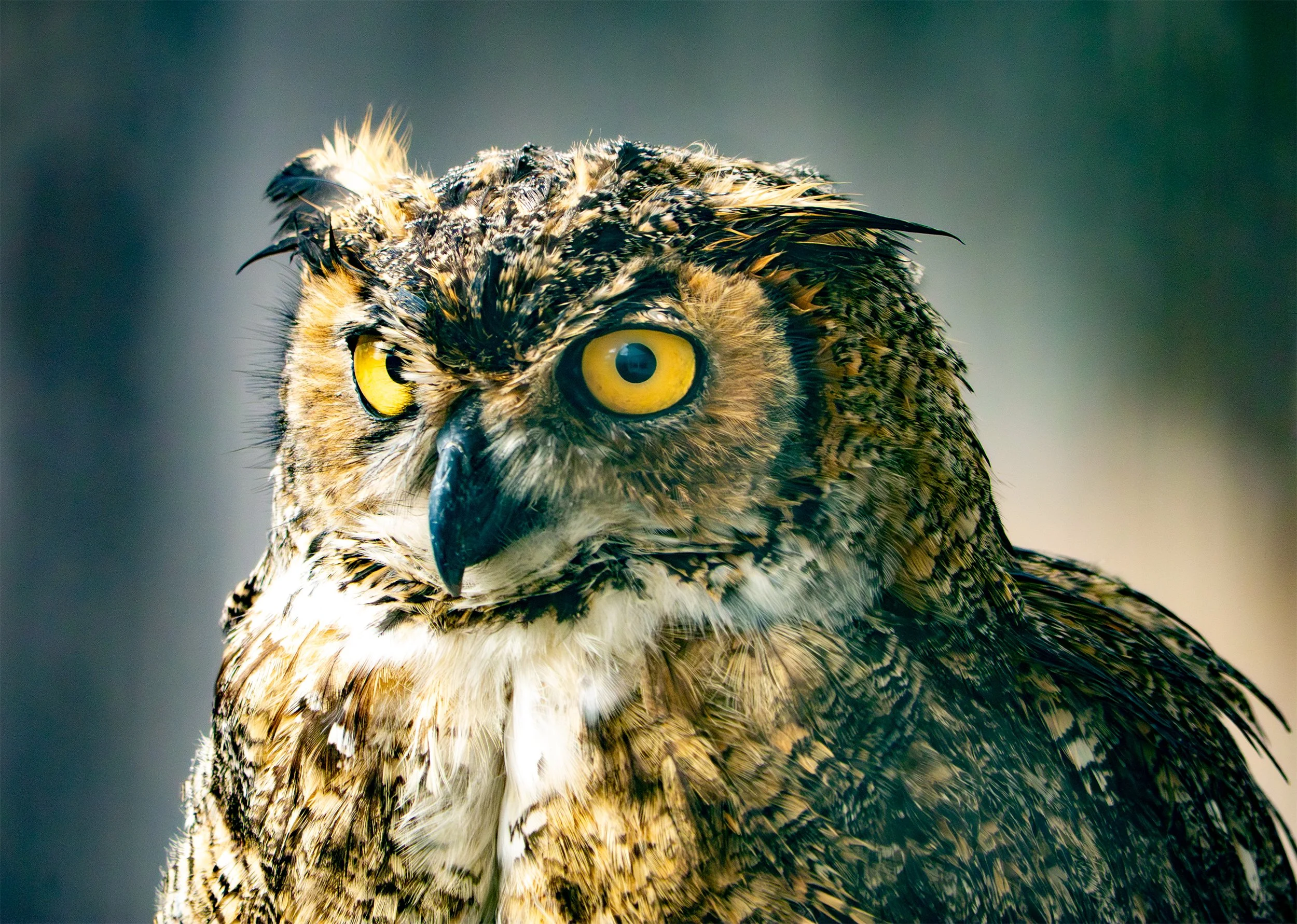 Close-up of a Great Horned Owl with yellow eyes and brown and white feathers.
