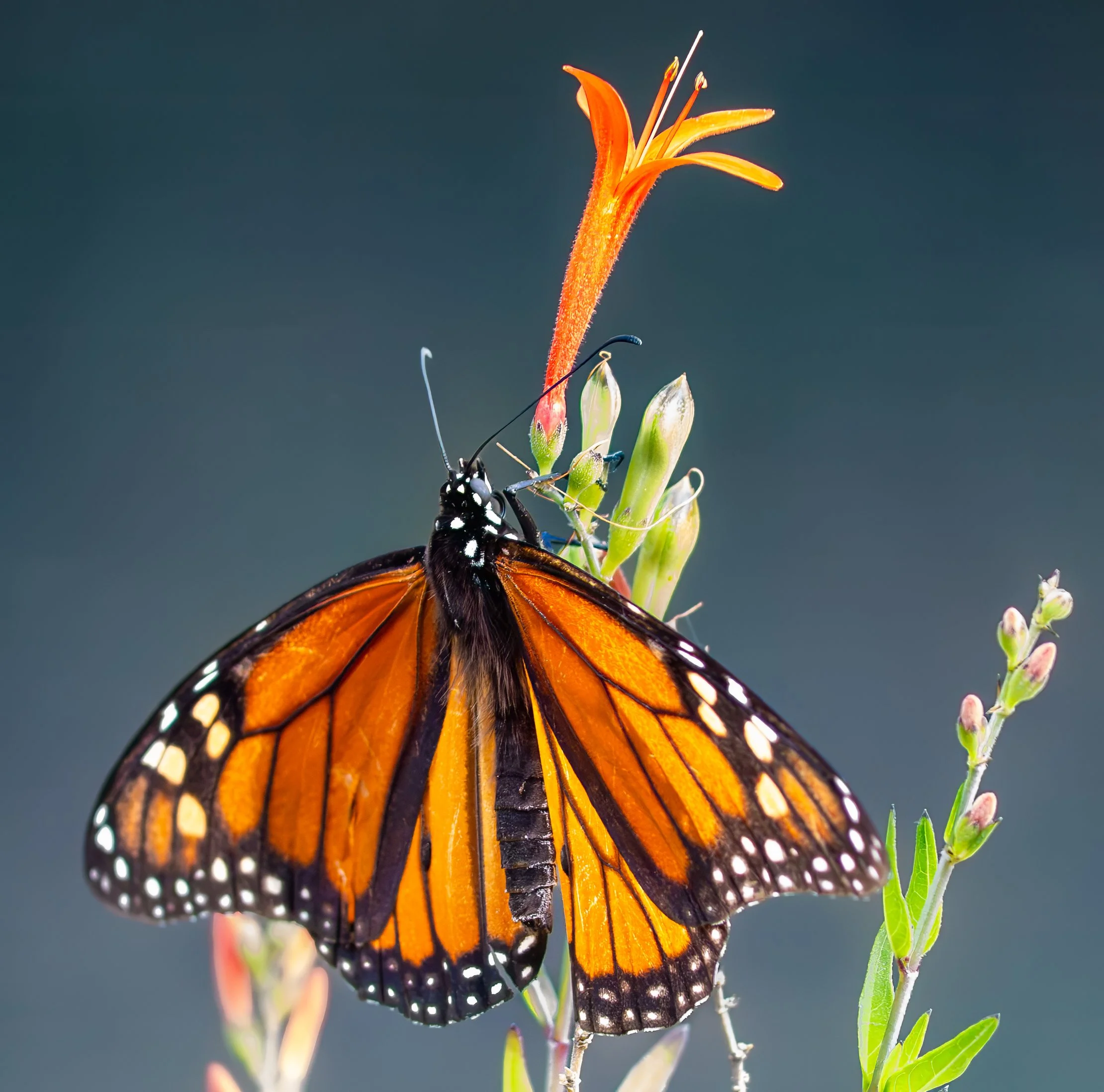 Monarch Butterfly - Austin, Texas