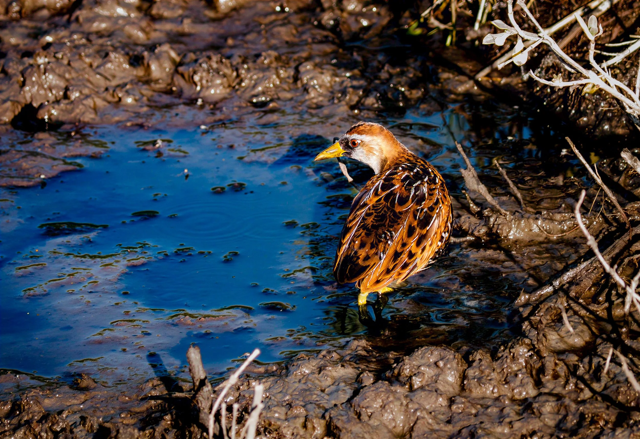 Sora Rail - Port Aransas, Texas