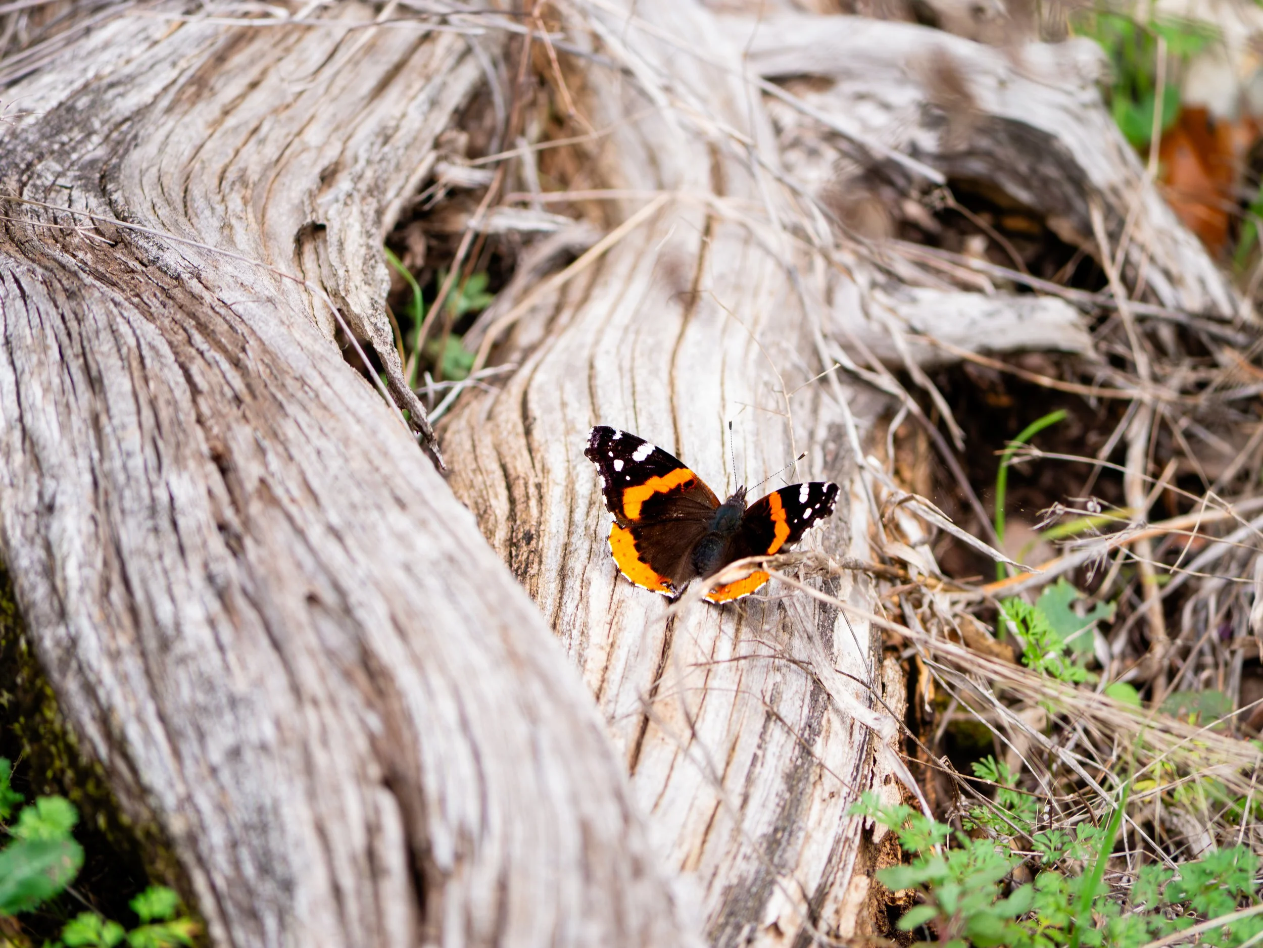 Red Admiral Butterfly - Baker Sanctuary, near Austin, Texas