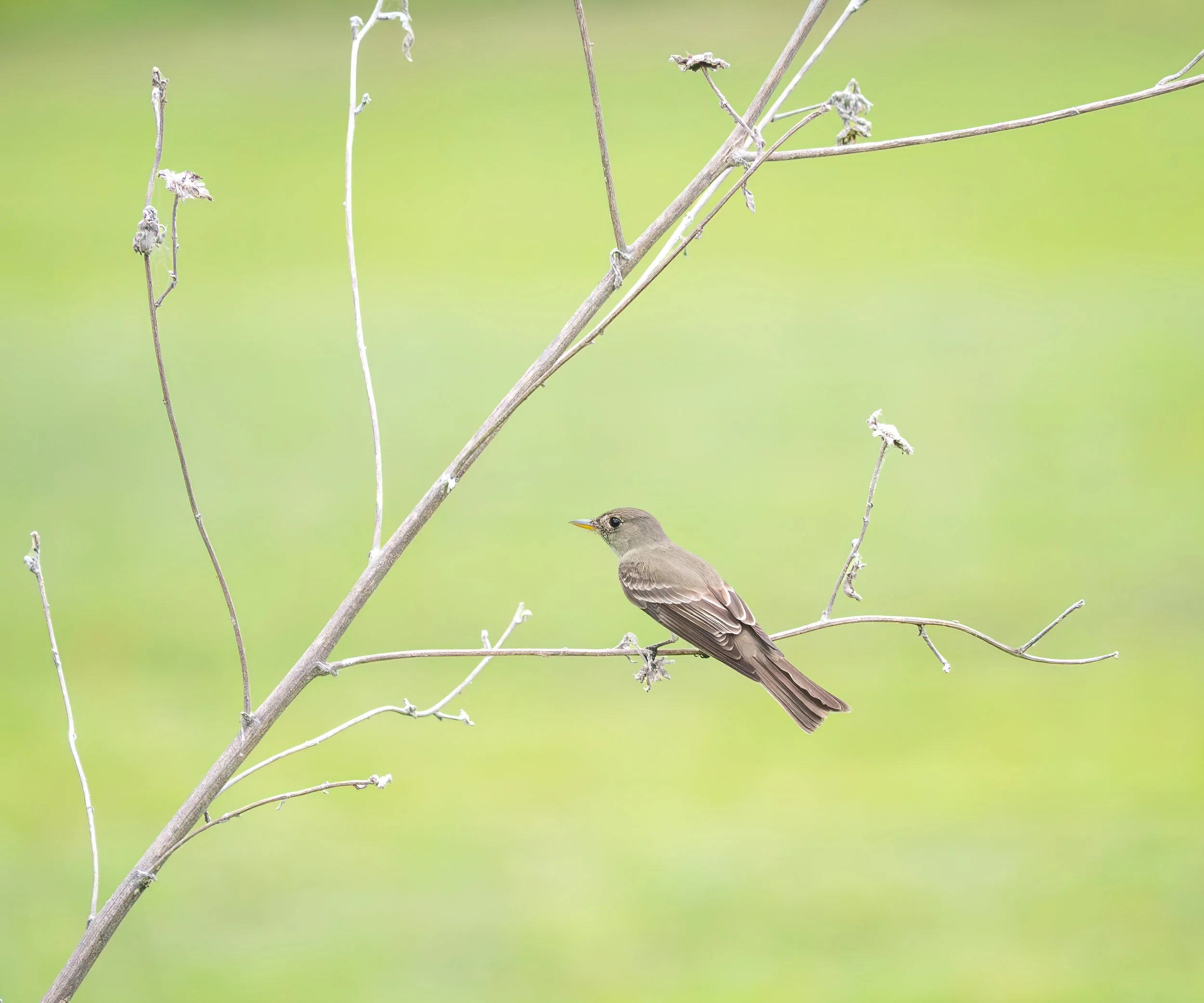 Eastern-wood Peewee - Aransas Pass, Texas