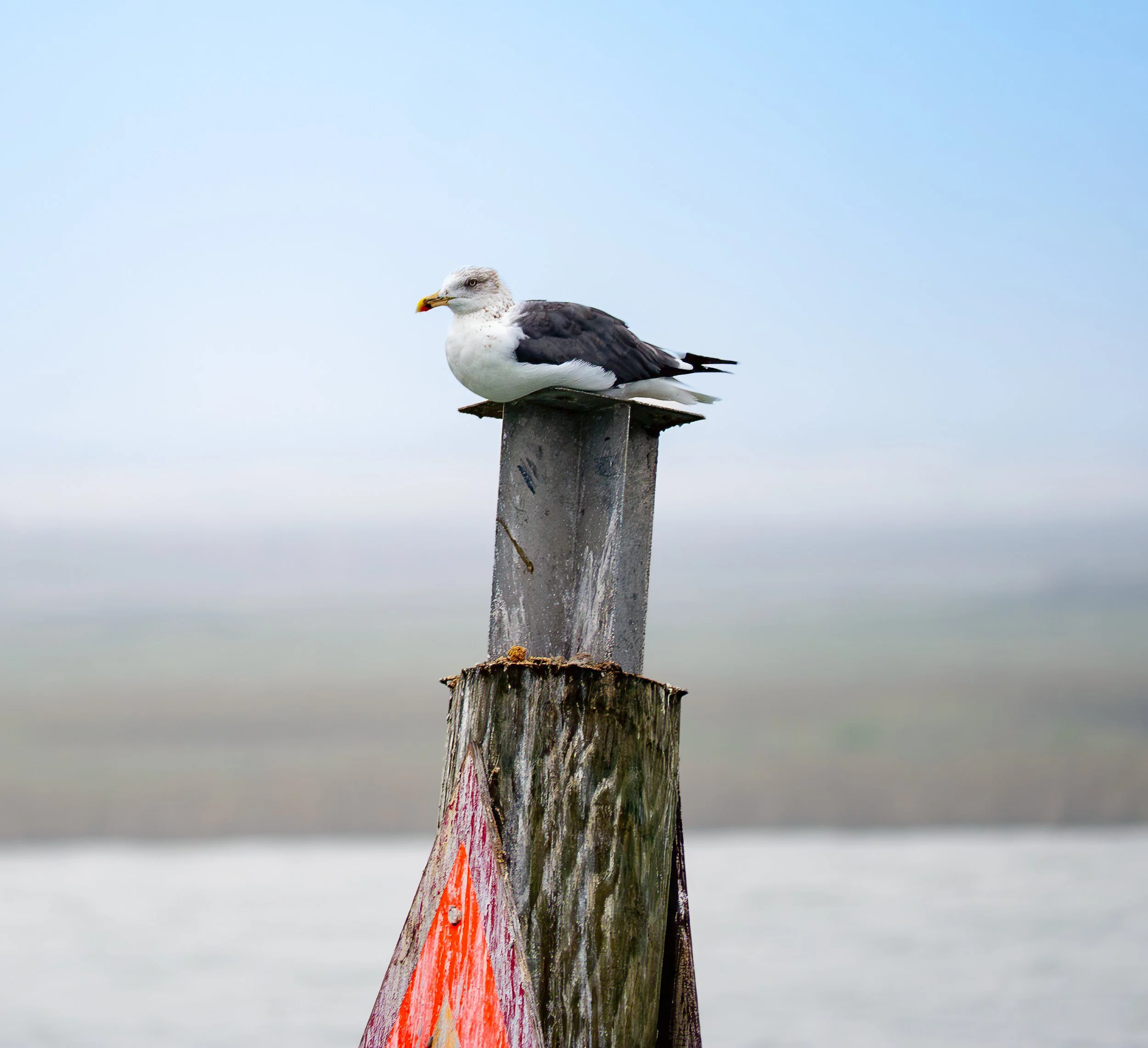 Black-backed Gull on Navigation Marker - Rockport, Texas