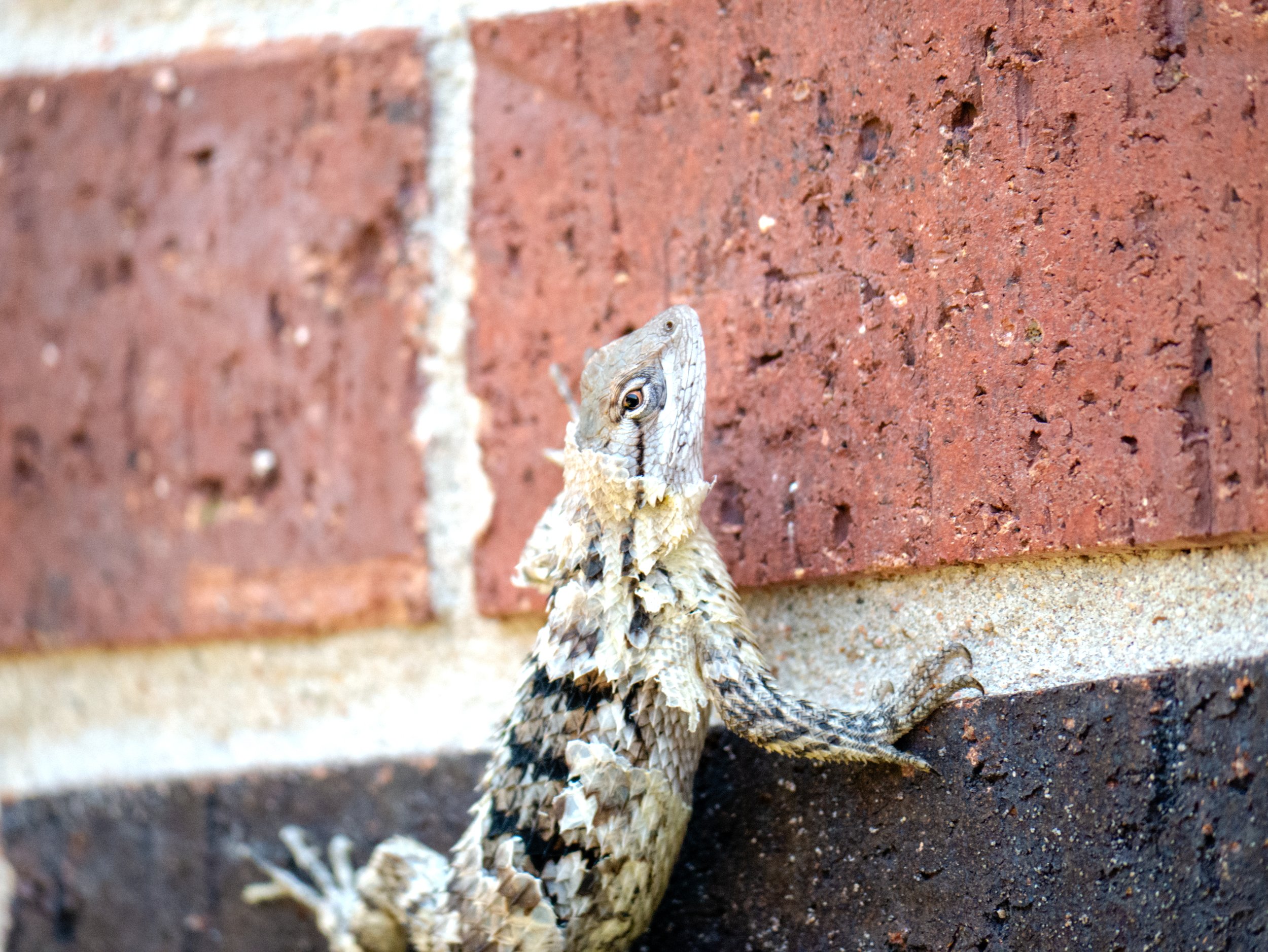 Texas Spiny Lizard on House - Pflugerville, Texas