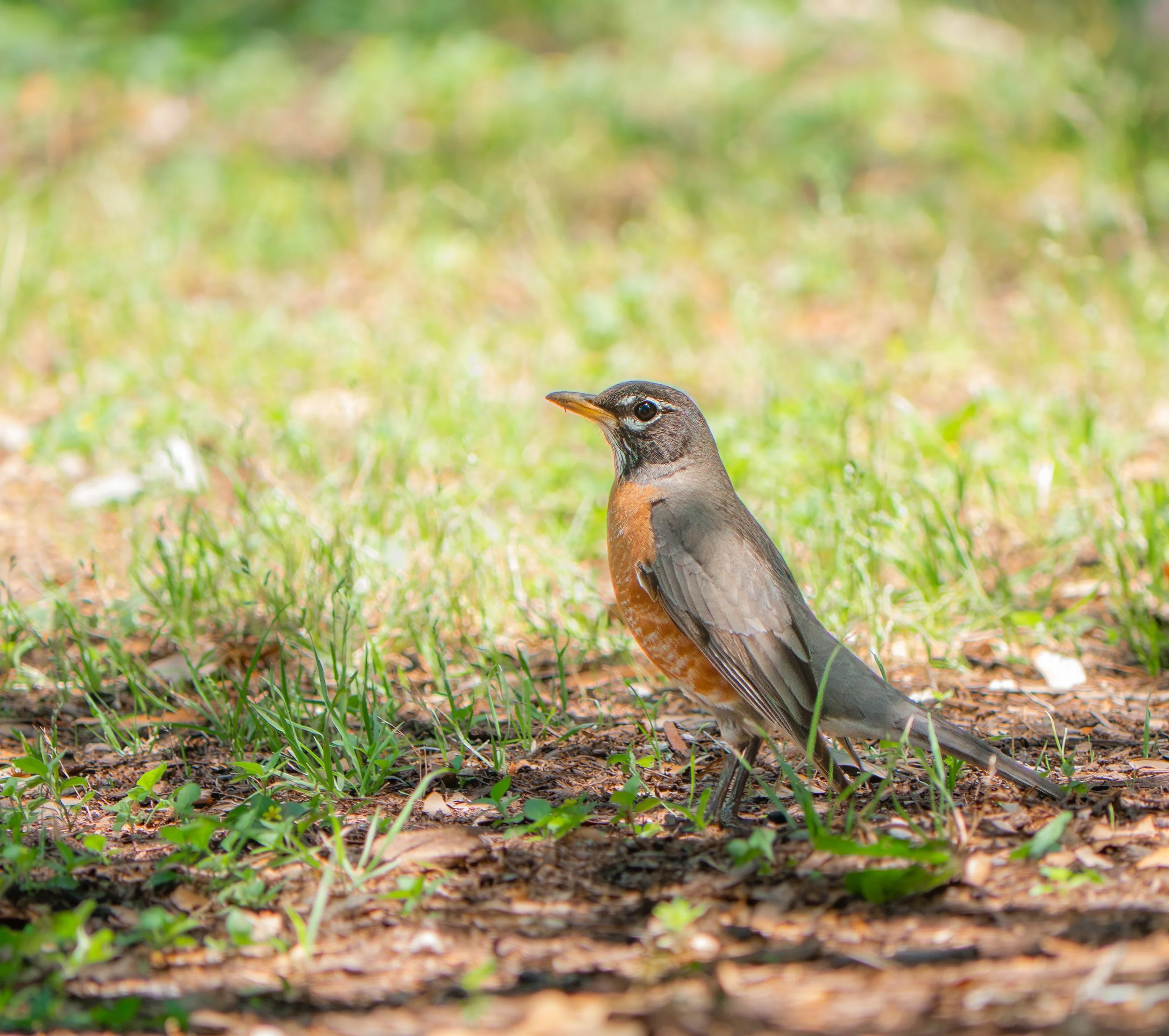 American Robin - Mills Pond, in Austin, Texas