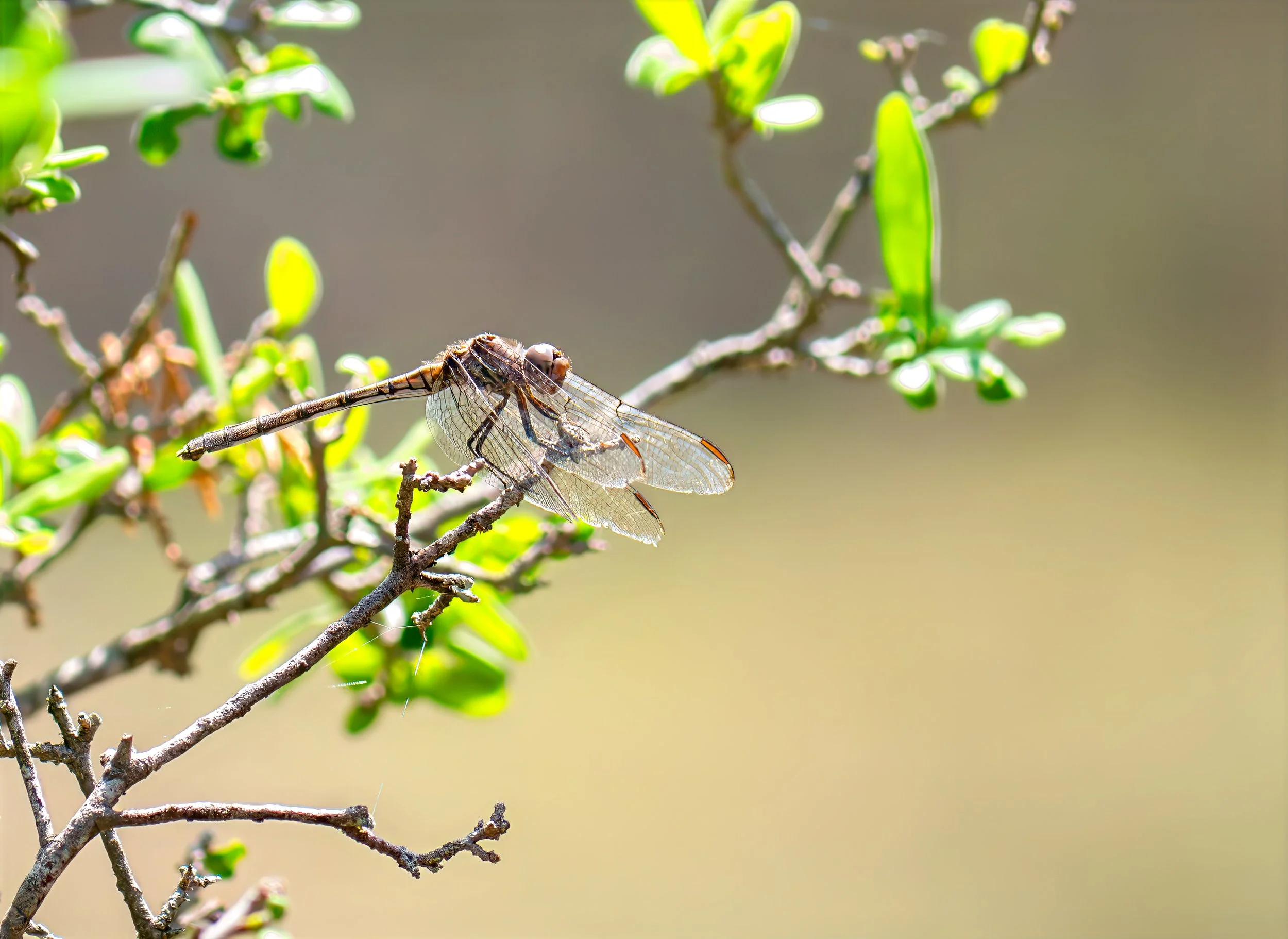 Variegated Meadowhawk Dragonfly - Guadalupe River State Park, near Spring Branch, TX