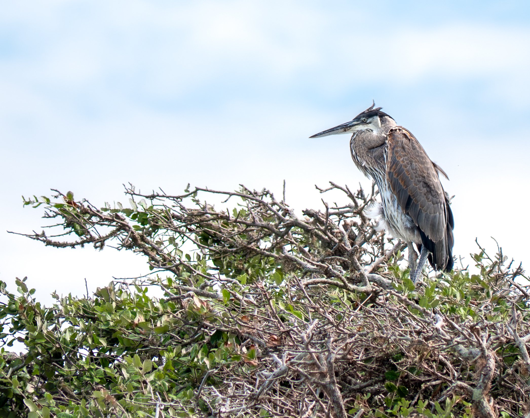 Great Blue Heron - Rockport, Texas
