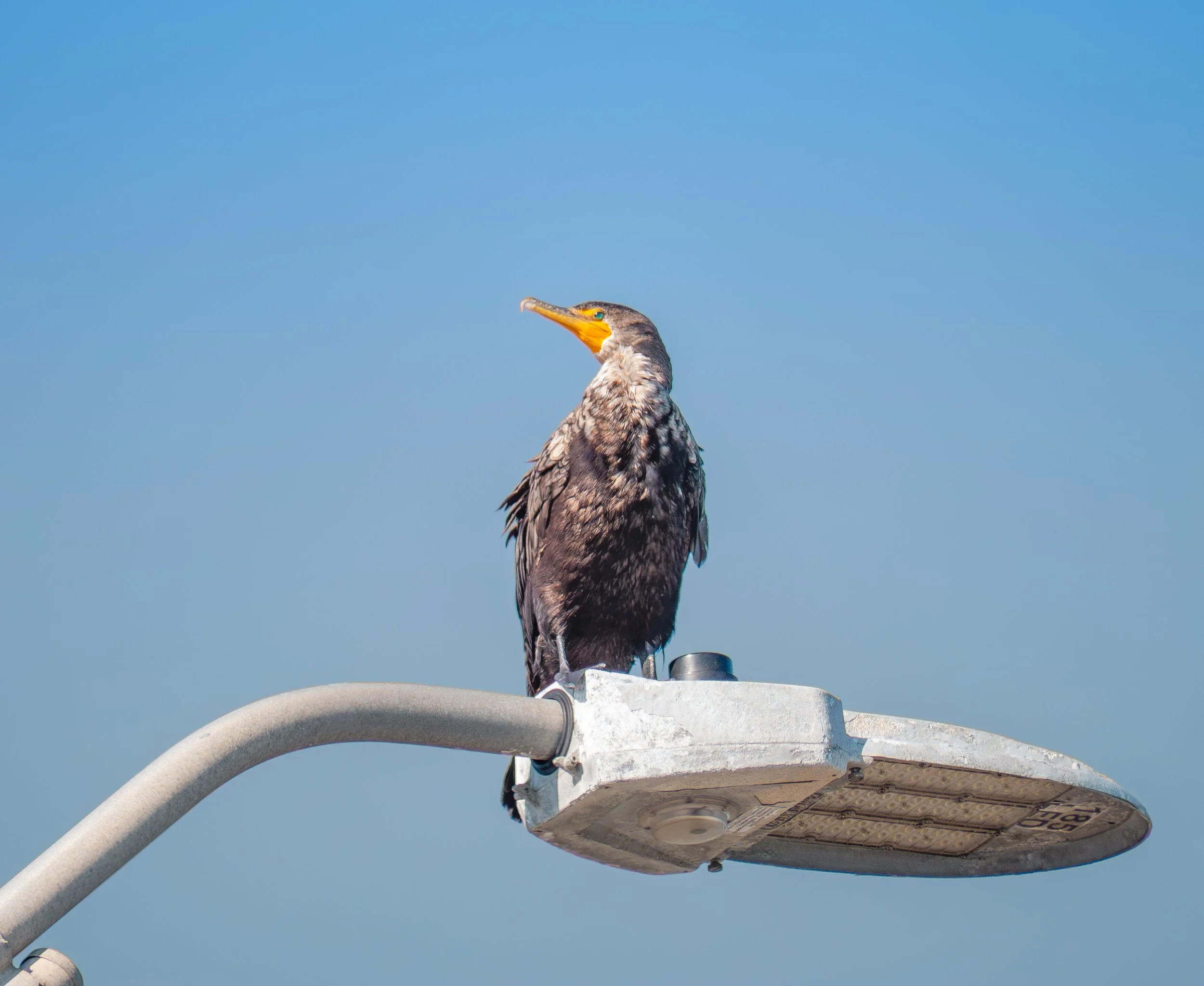 Neotropic Cormorant on Light - Port Aransas, Texas
