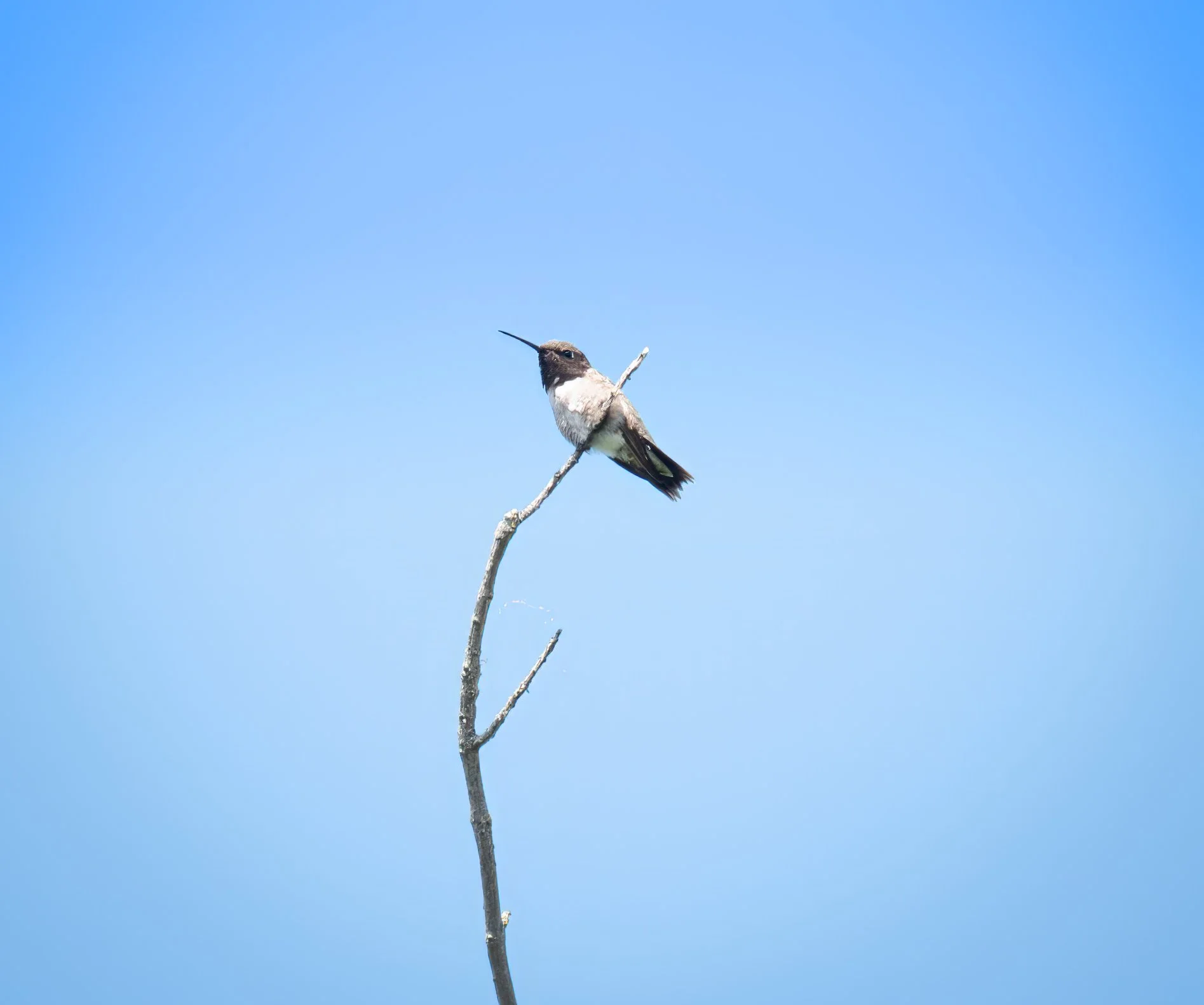 Black-chinned Hummingbird - Mills Pond, in Austin, Texas