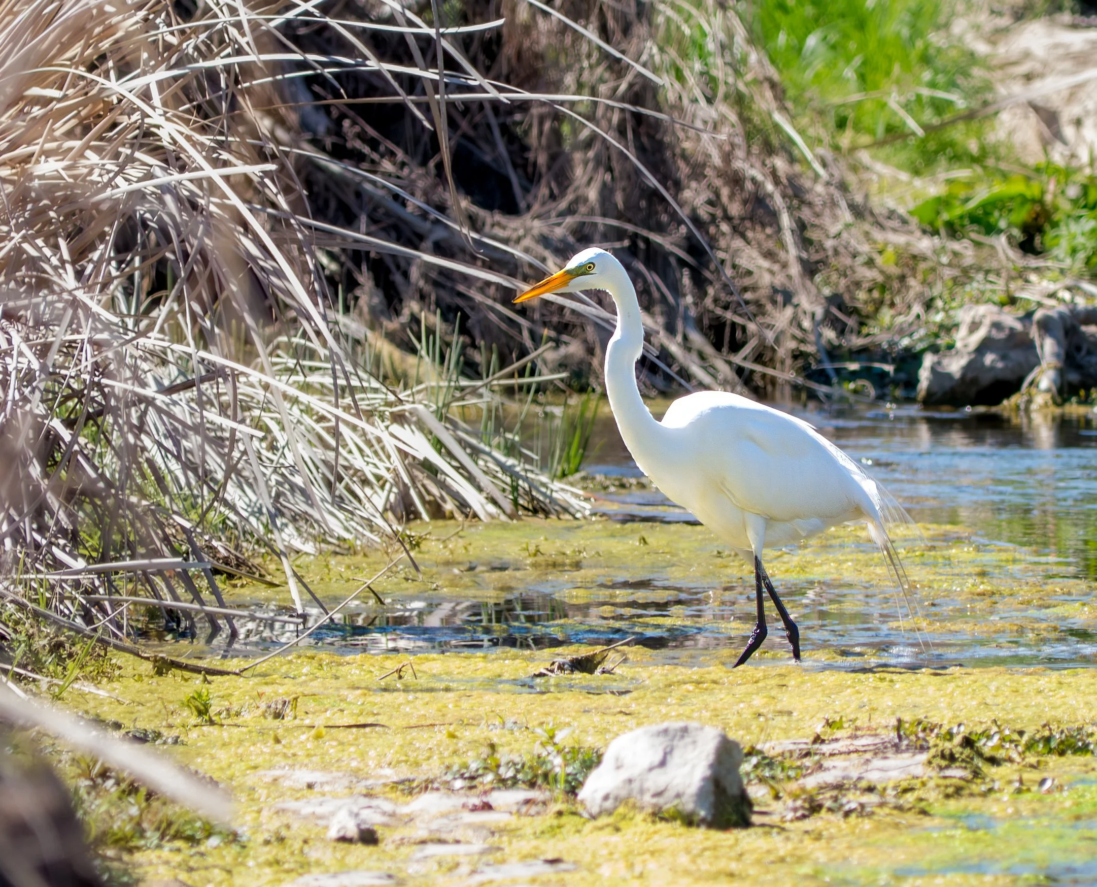 Great Egret - Austin, Texas