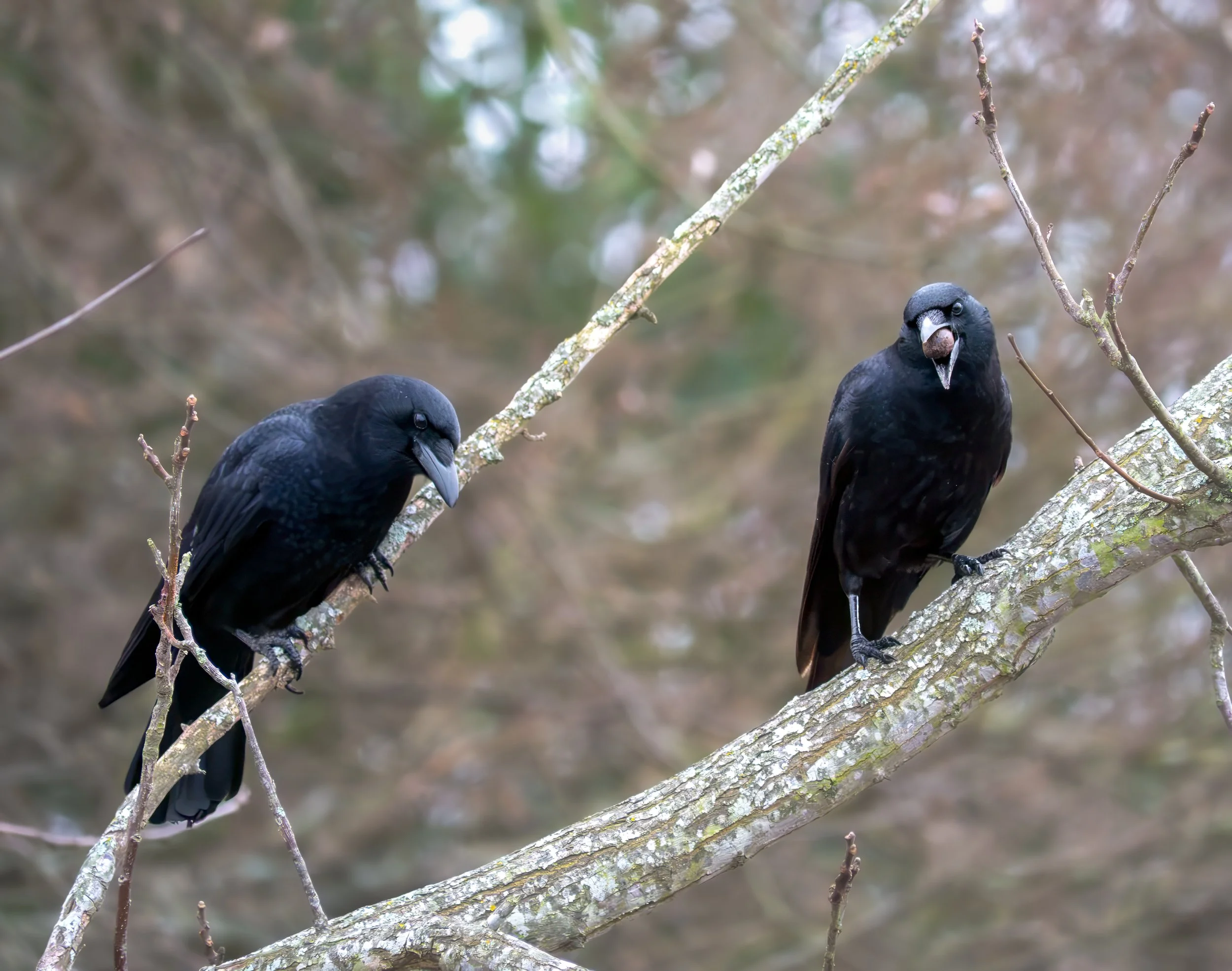 American Crows - Austin, Texas