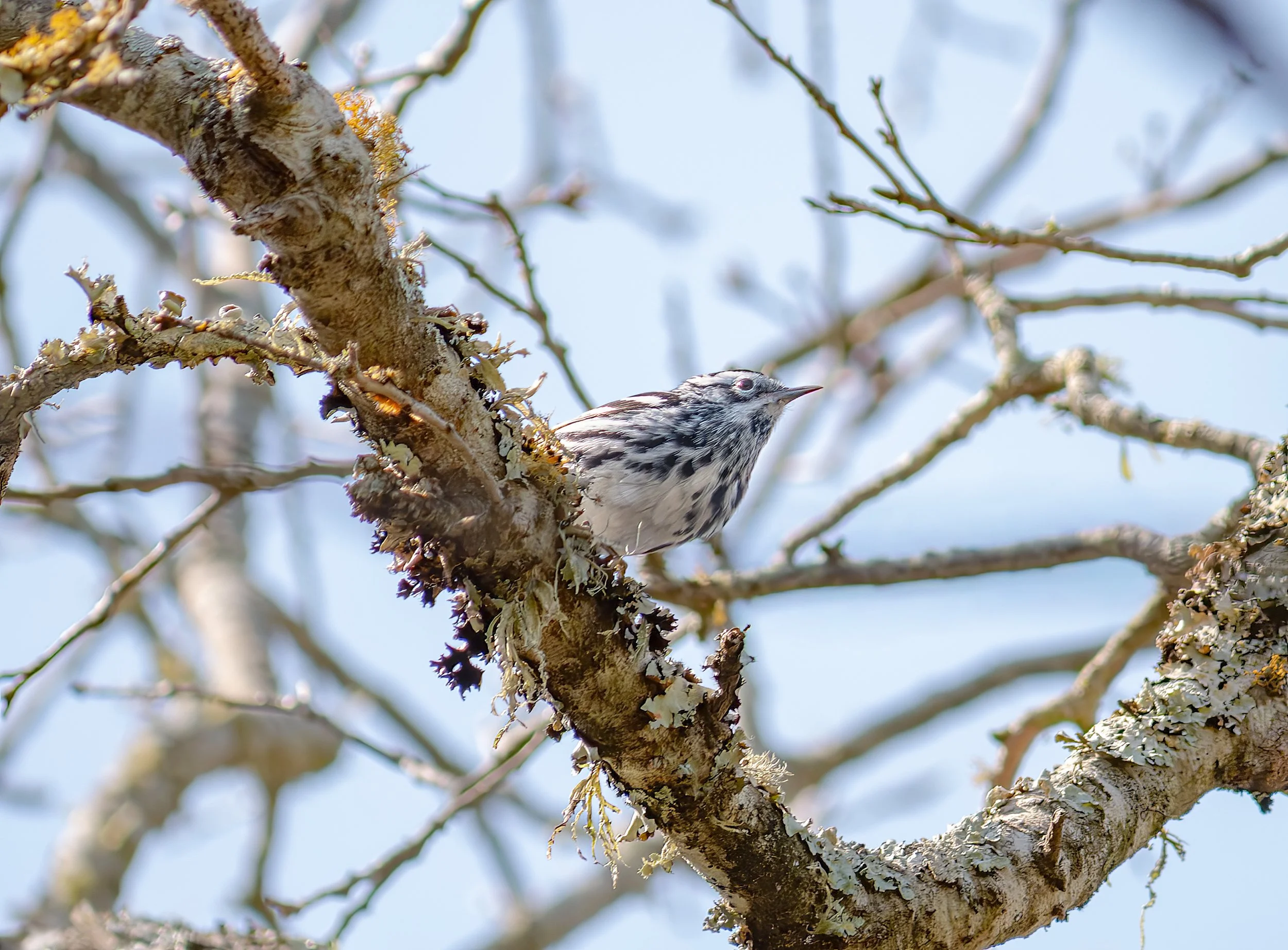 Black-and-white Warbler - Baker Sanctuary, in Leander, Texas