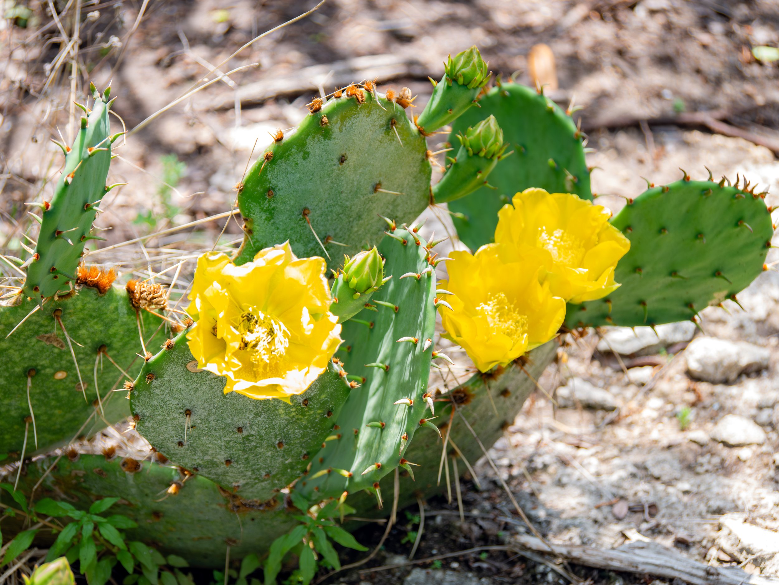 Prickly Pear Cactus - Guadalupe River State Park, near Spring Branch, Texas